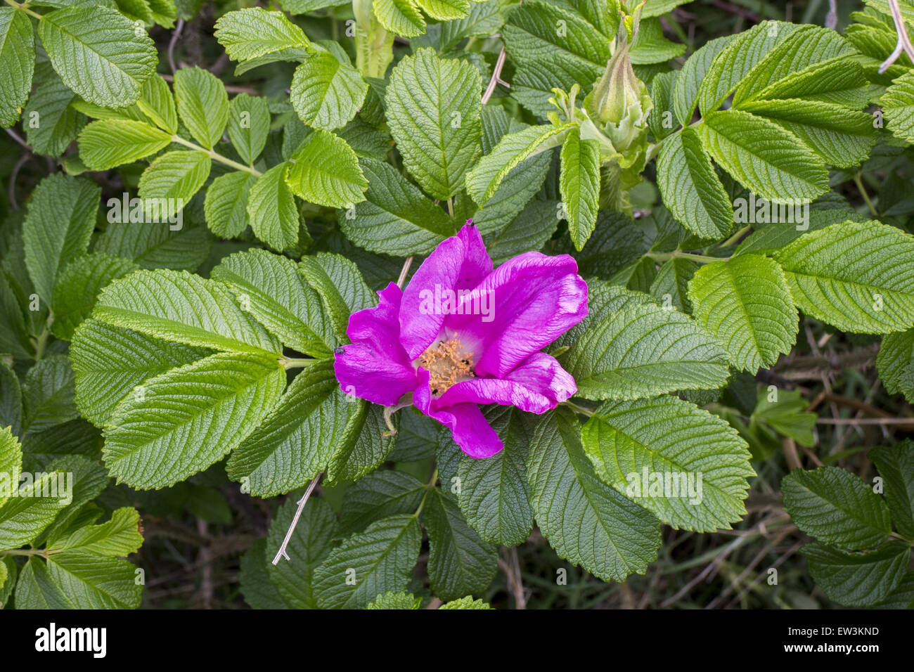 Japanese Rose, Rosa rugosa, growing wild on the coast at Sizewell