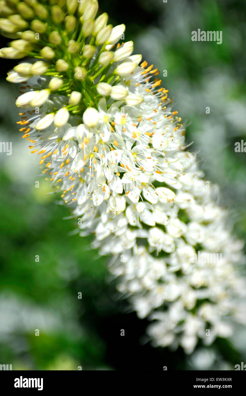 Close up of White Eremurus or Foxtail Lily flowers in sunlight garden Stock Photo