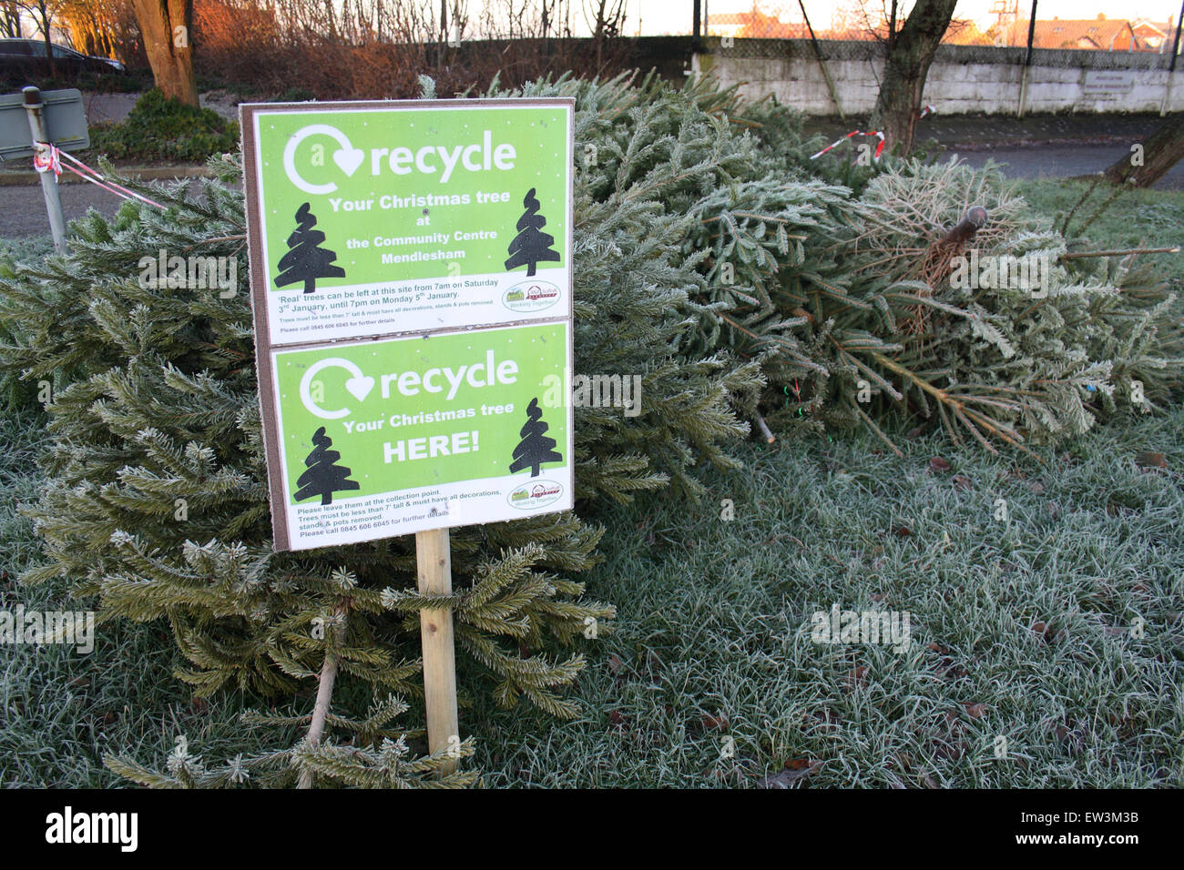 Christmas tree recycling point at village community centre, Mendlesham, Suffolk, England 