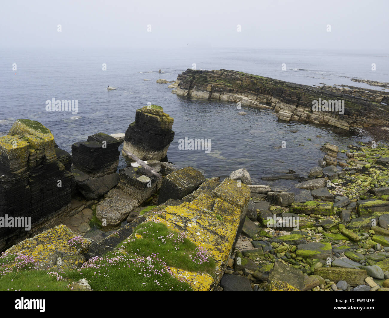 View of rocky coastline, Copinsay RSPB Reserve, Copinsay, Orkney, Scotland, June Stock Photo