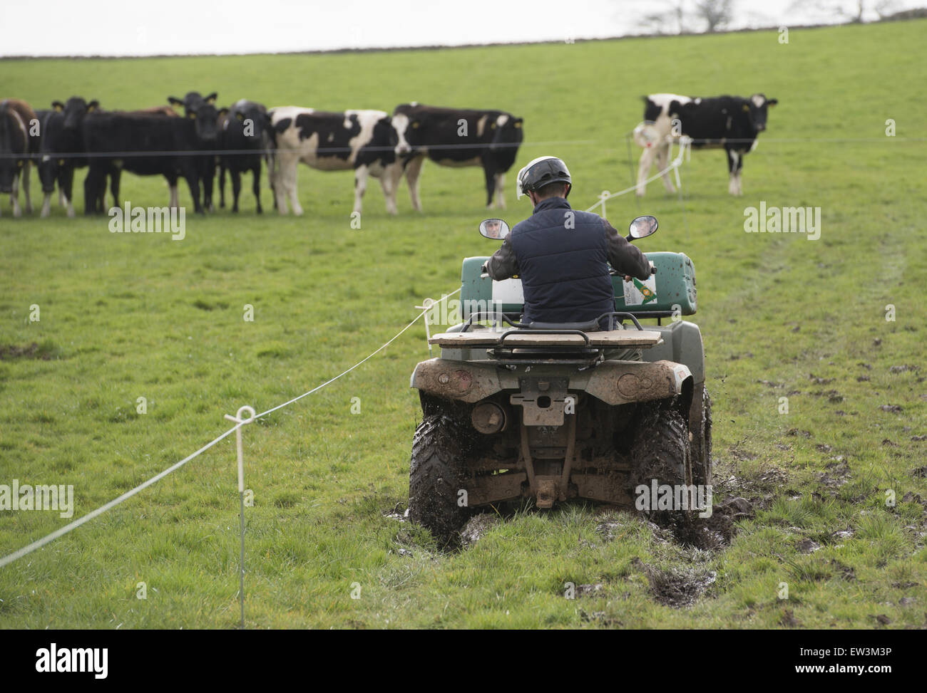 Dairy farming, herdsman riding quadbike through pasture towards cattle herd, Cumbria, England, April Stock Photo