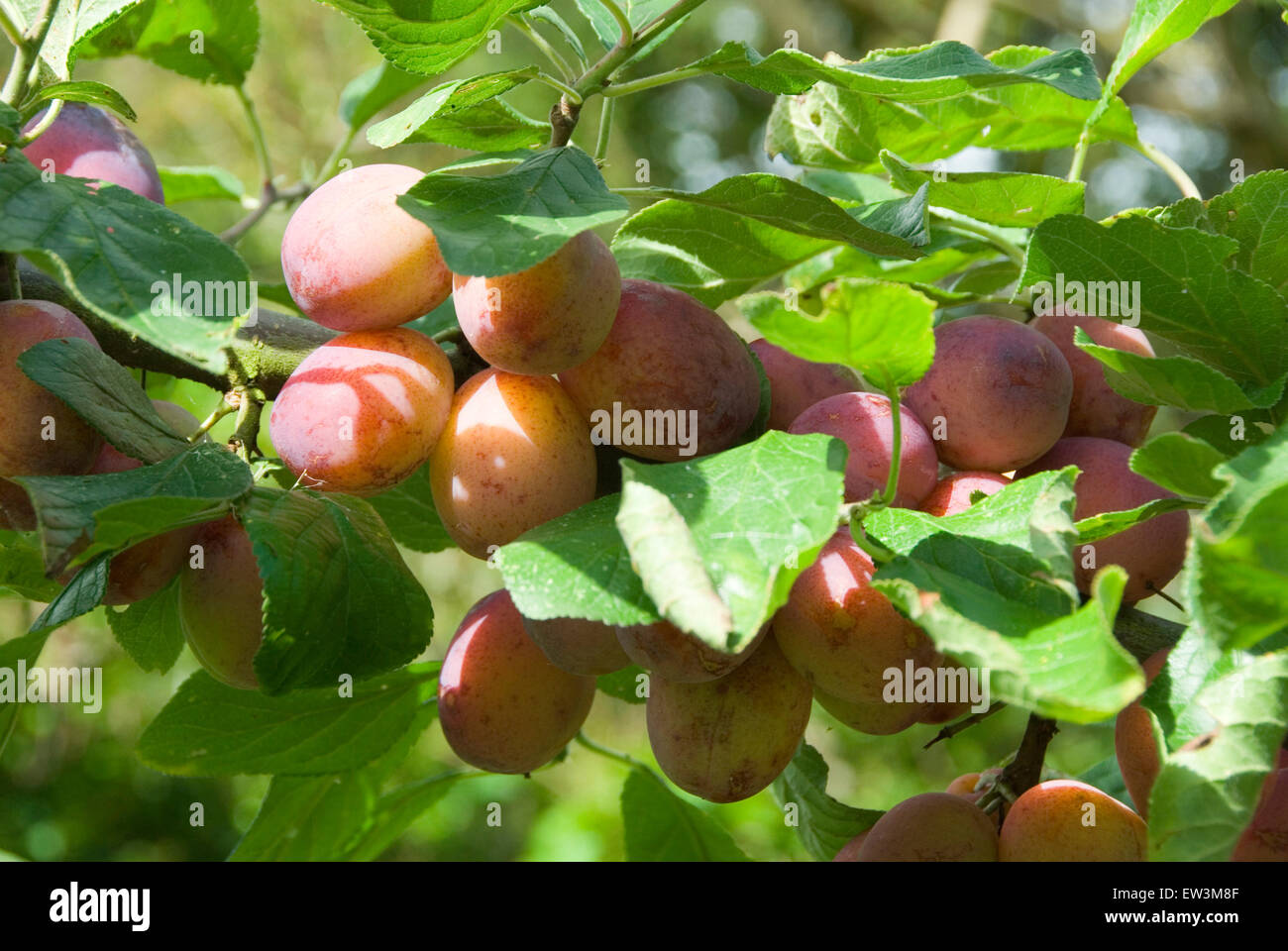 Uk plums branch hires stock photography and images Alamy