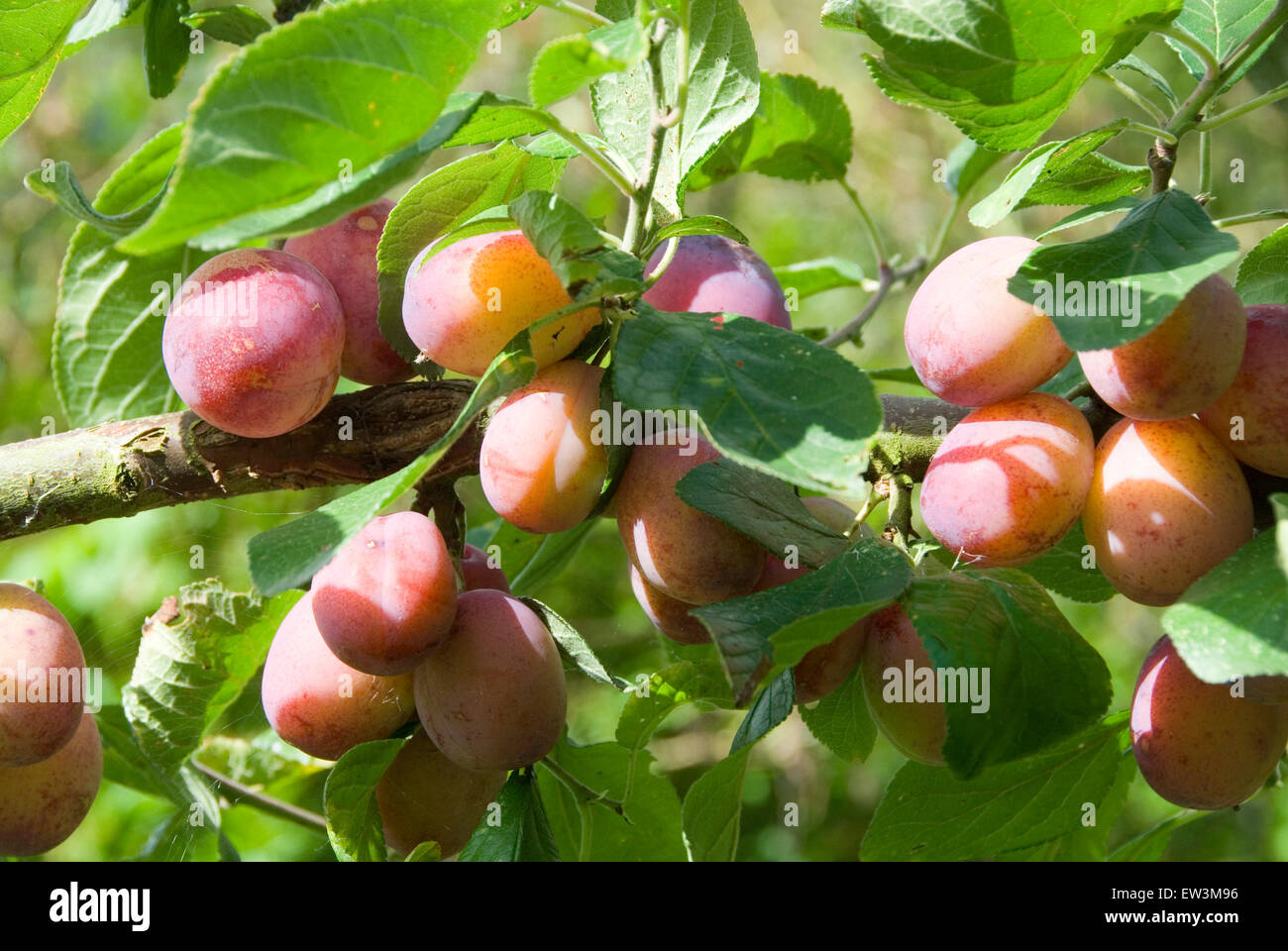 Close up on the bough of a Victoria Plum tree laden with ripe fruit, ready for harvest, home grown in Sheffield, UK Stock Photo