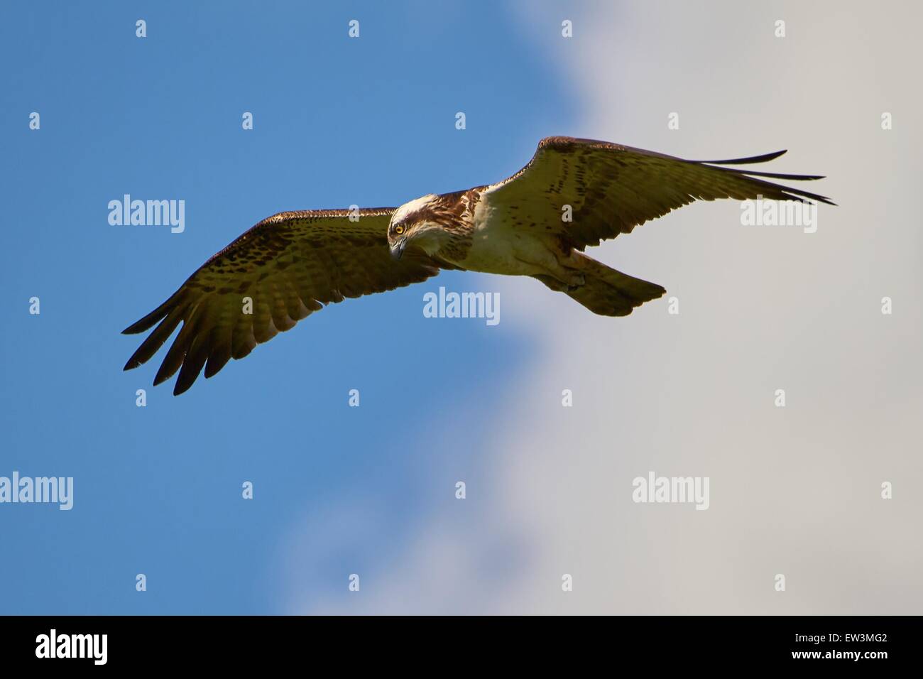Hunting osprey flying in the blue sky with some clouds. This bird of prey is searching the next meal in the water. Stock Photo