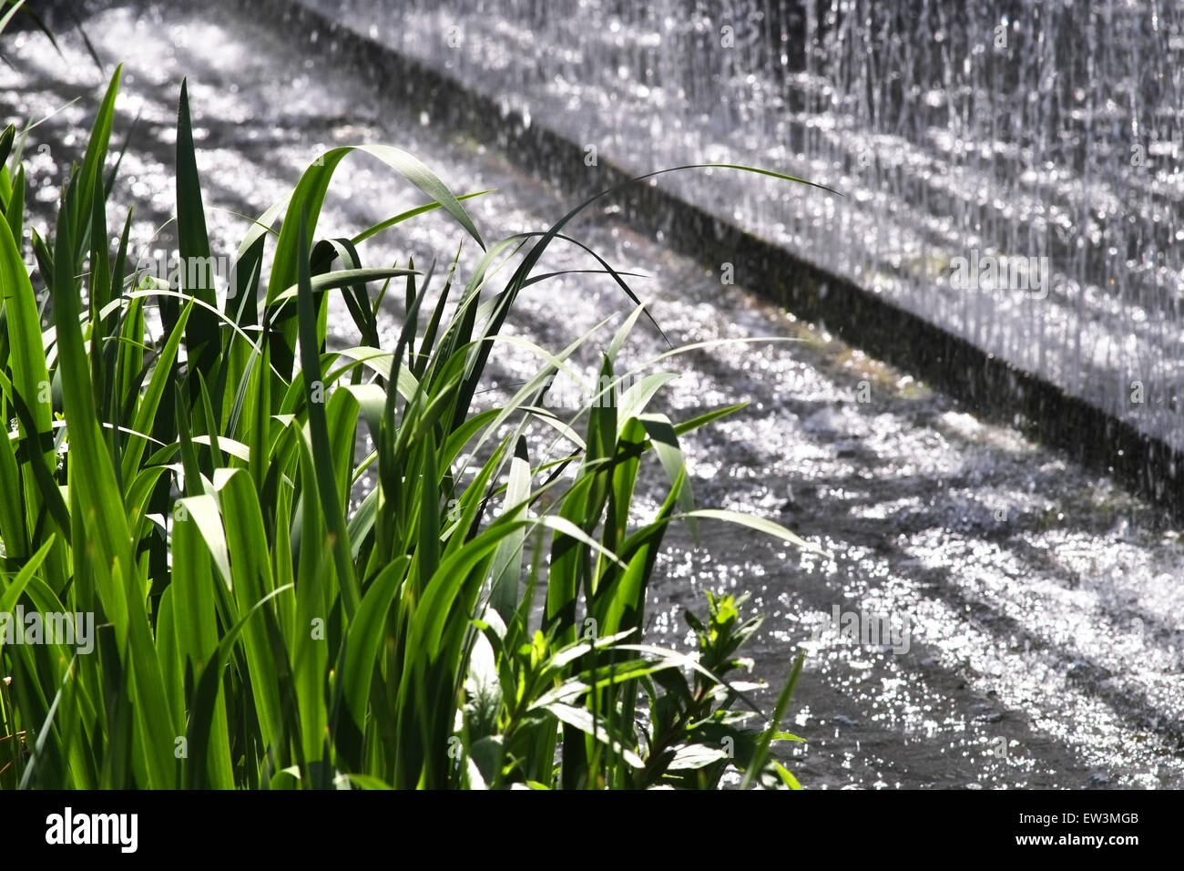 Water reeds in front of water feature or waterfall Stock Photo - Alamy