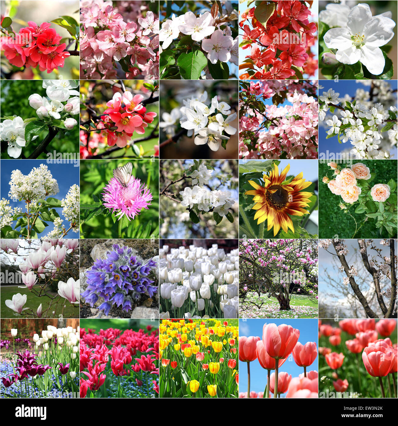 Collage with lots of colorful flowers Stock Photo