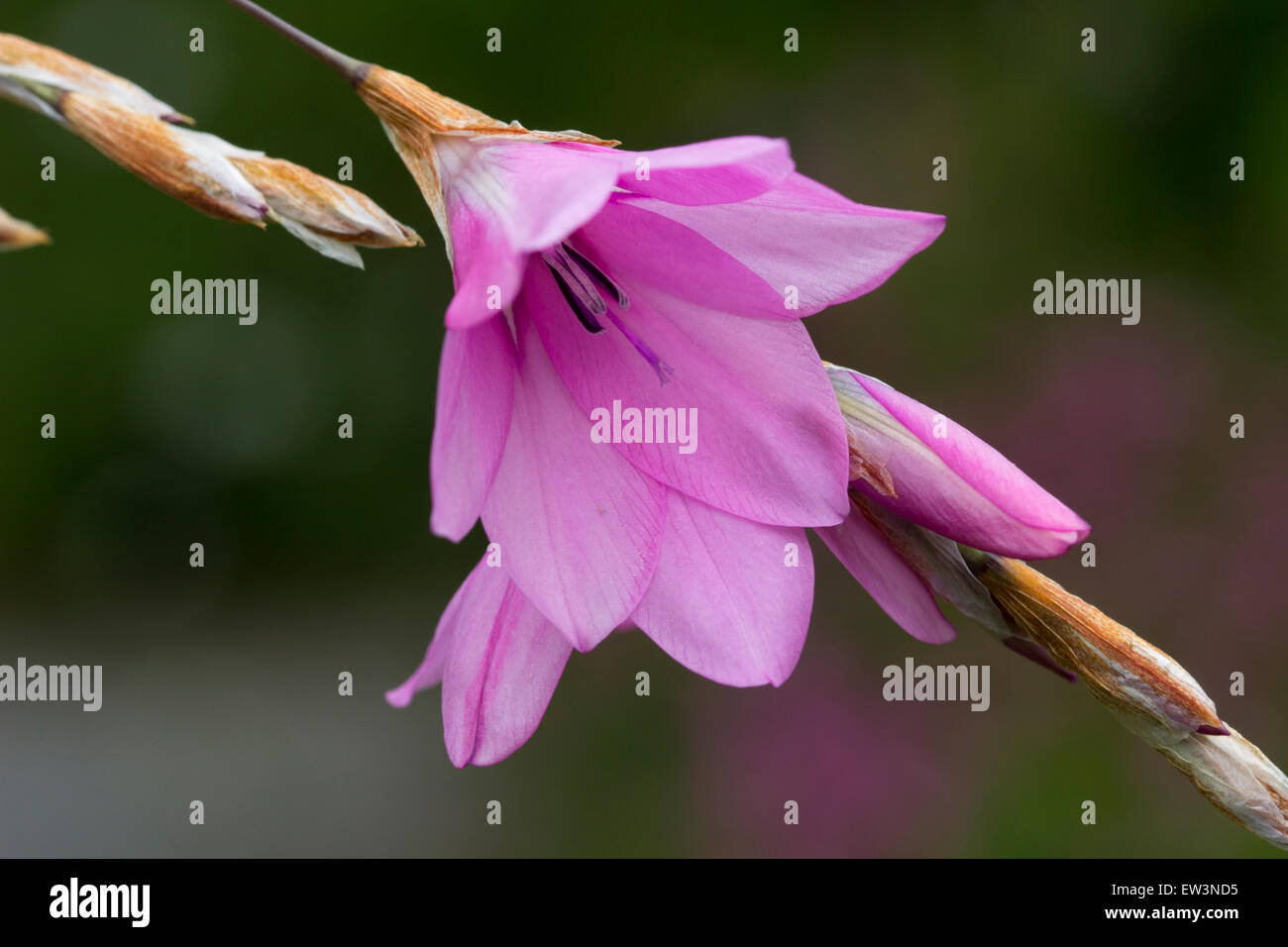 Pink flower of the arching stem of Dierama pulcherrimum, the angel's fishing rod Stock Photo
