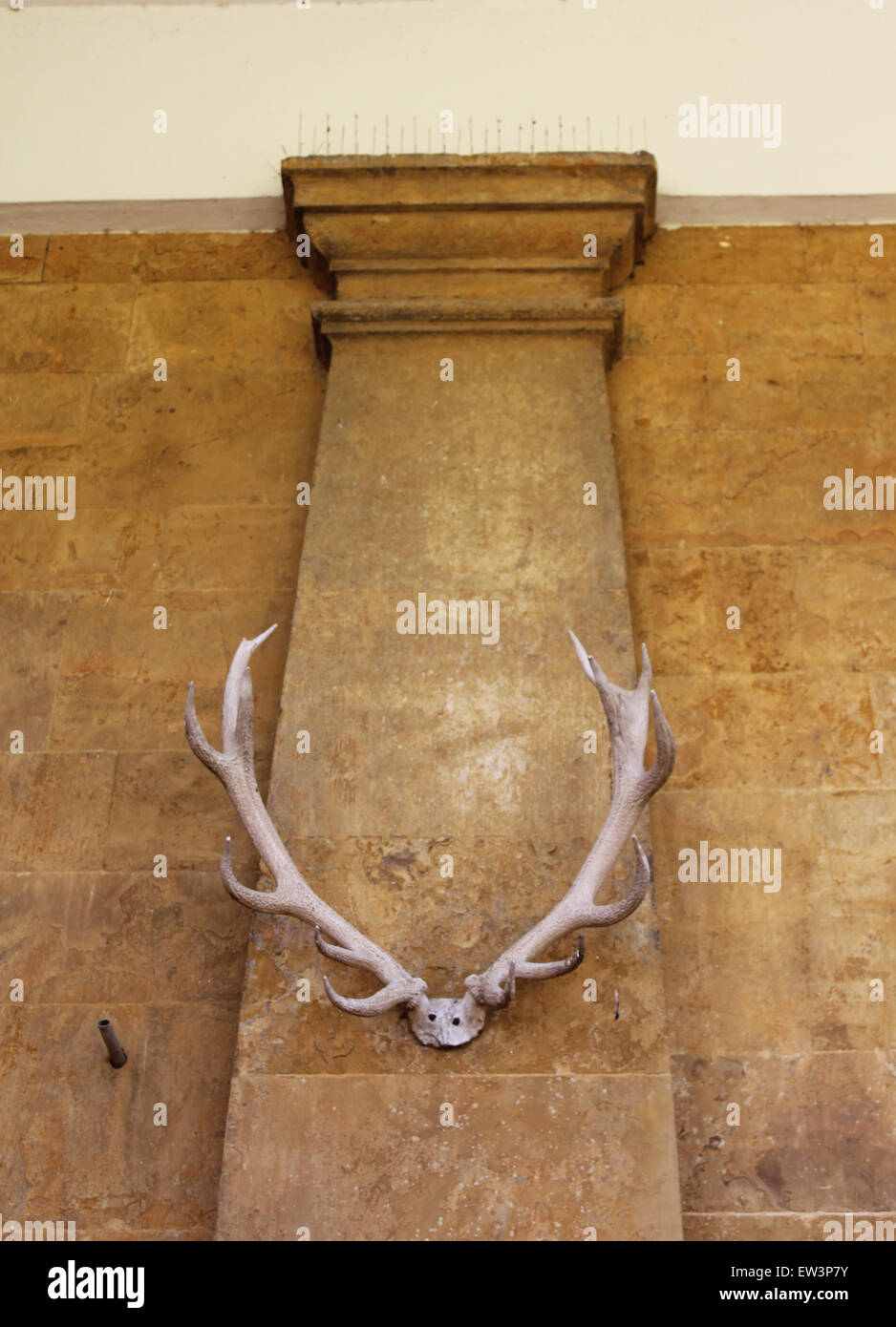 Stags horns mounted on the external ironstone wall of the palladian Stable block at Althorp, home of the Earl of Spencer Stock Photo