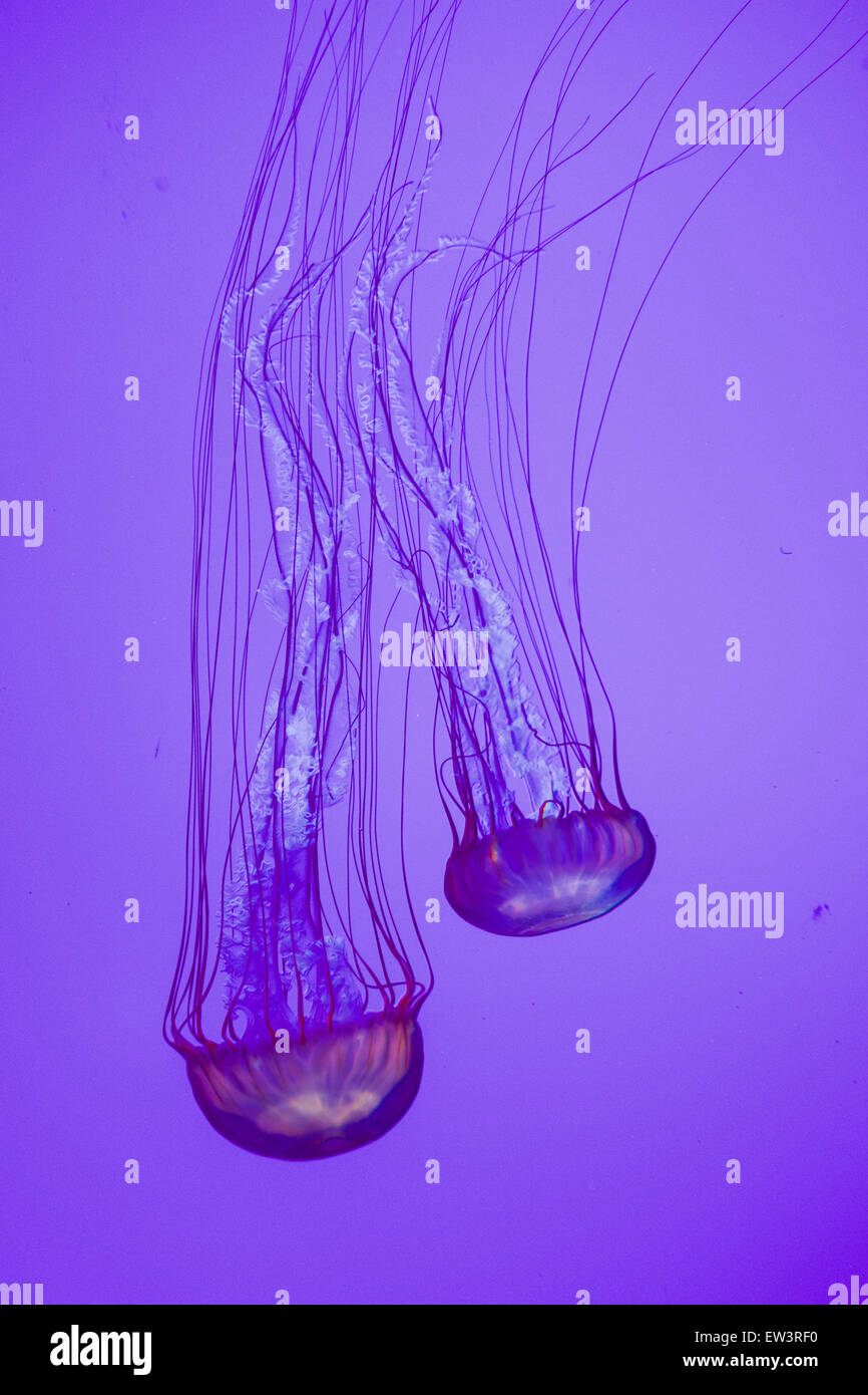 Two jellies Stock Photo