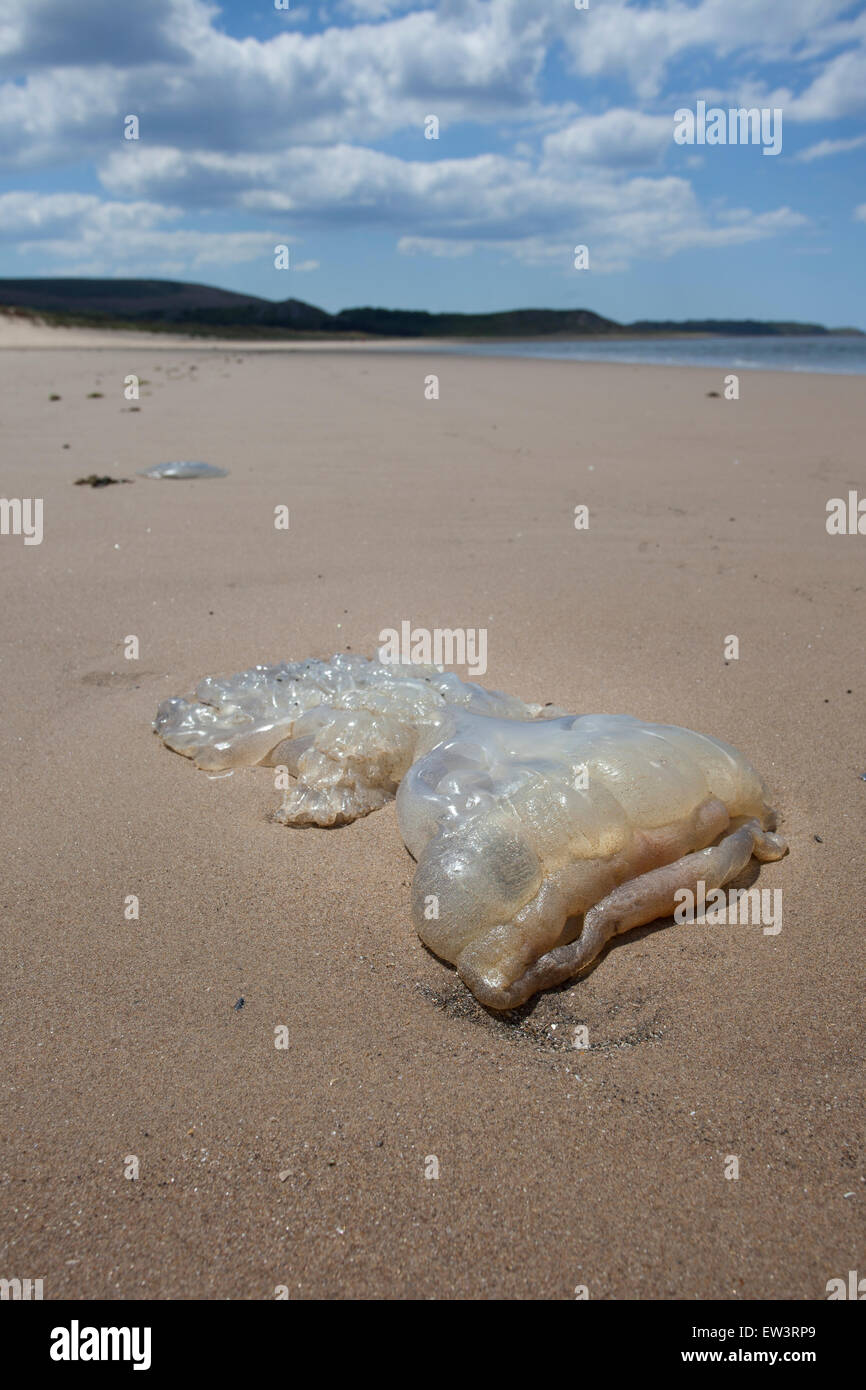 Barrel jelly fish on South Wales beach Gower Stock Photo Alamy