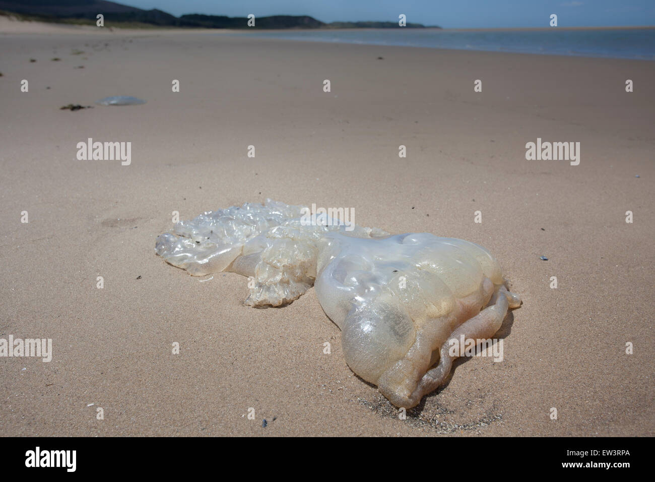 Barrel jelly fish on welsh beach Gower, Stock Photo