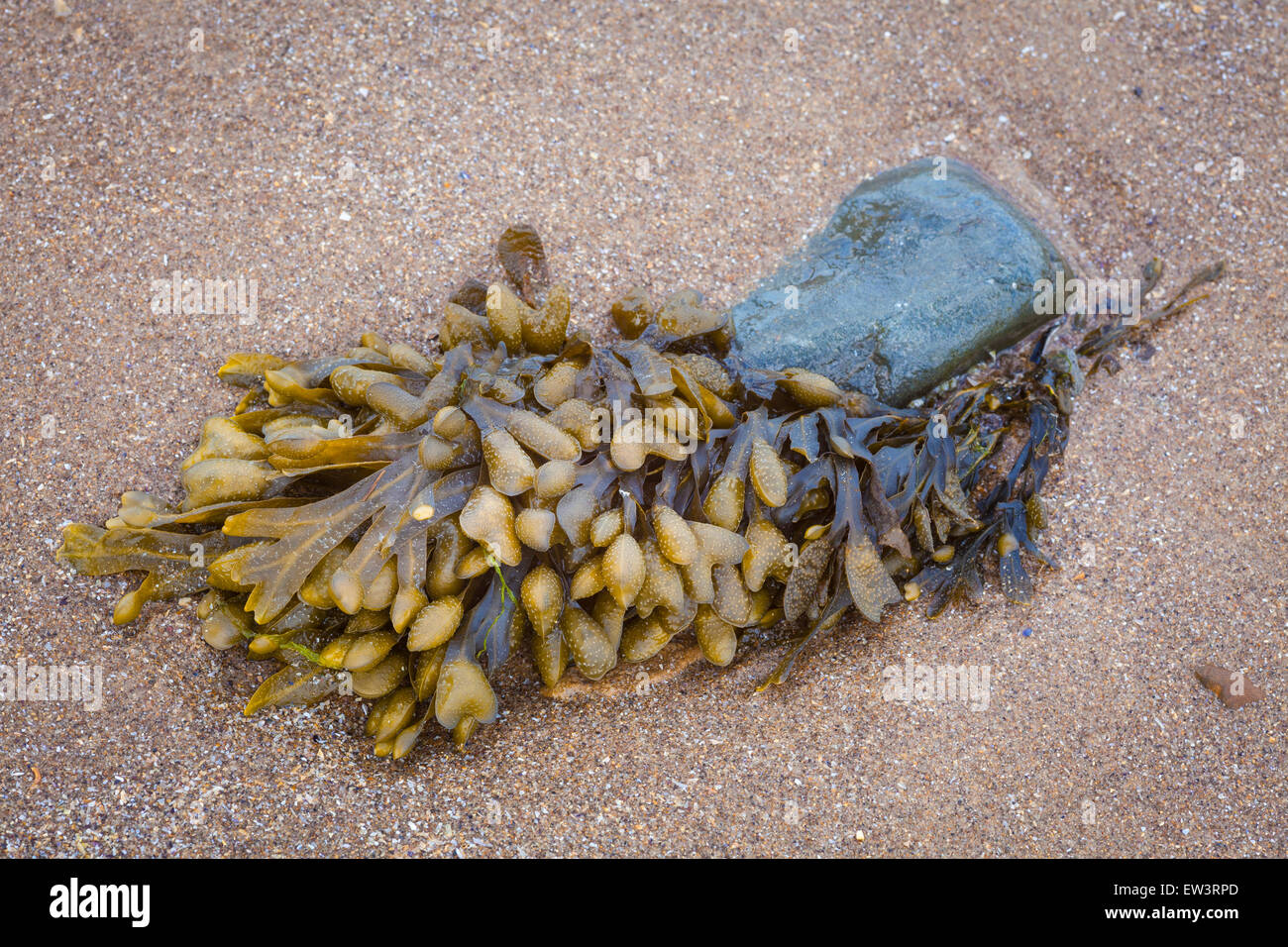 Bladder wrack seaweed attached to small rock on a sandy beach Stock Photo