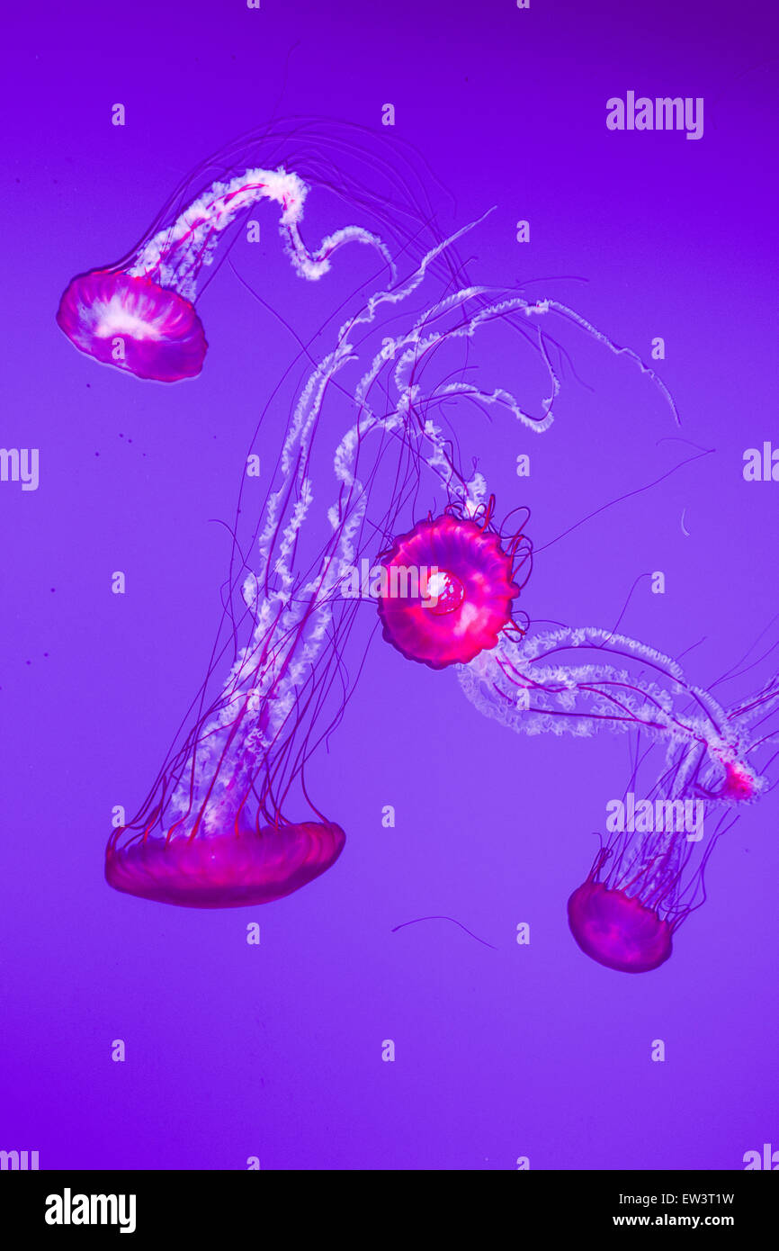 The beautiful bright and dangerous jellies Stock Photo