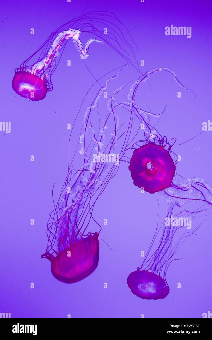 A swarm of the jellies Stock Photo