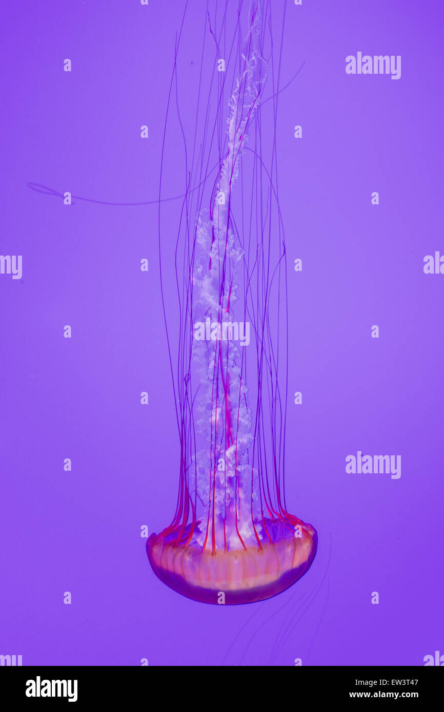 The beautiful jellyfish Stock Photo