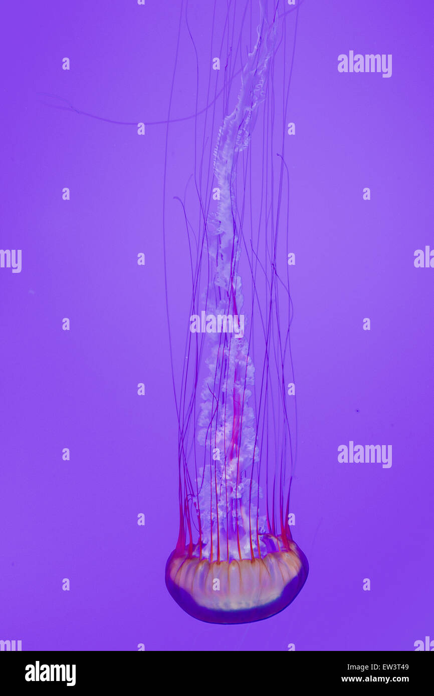 The beautiful bright and dangerous jellies Pacific sea nettles Stock Photo