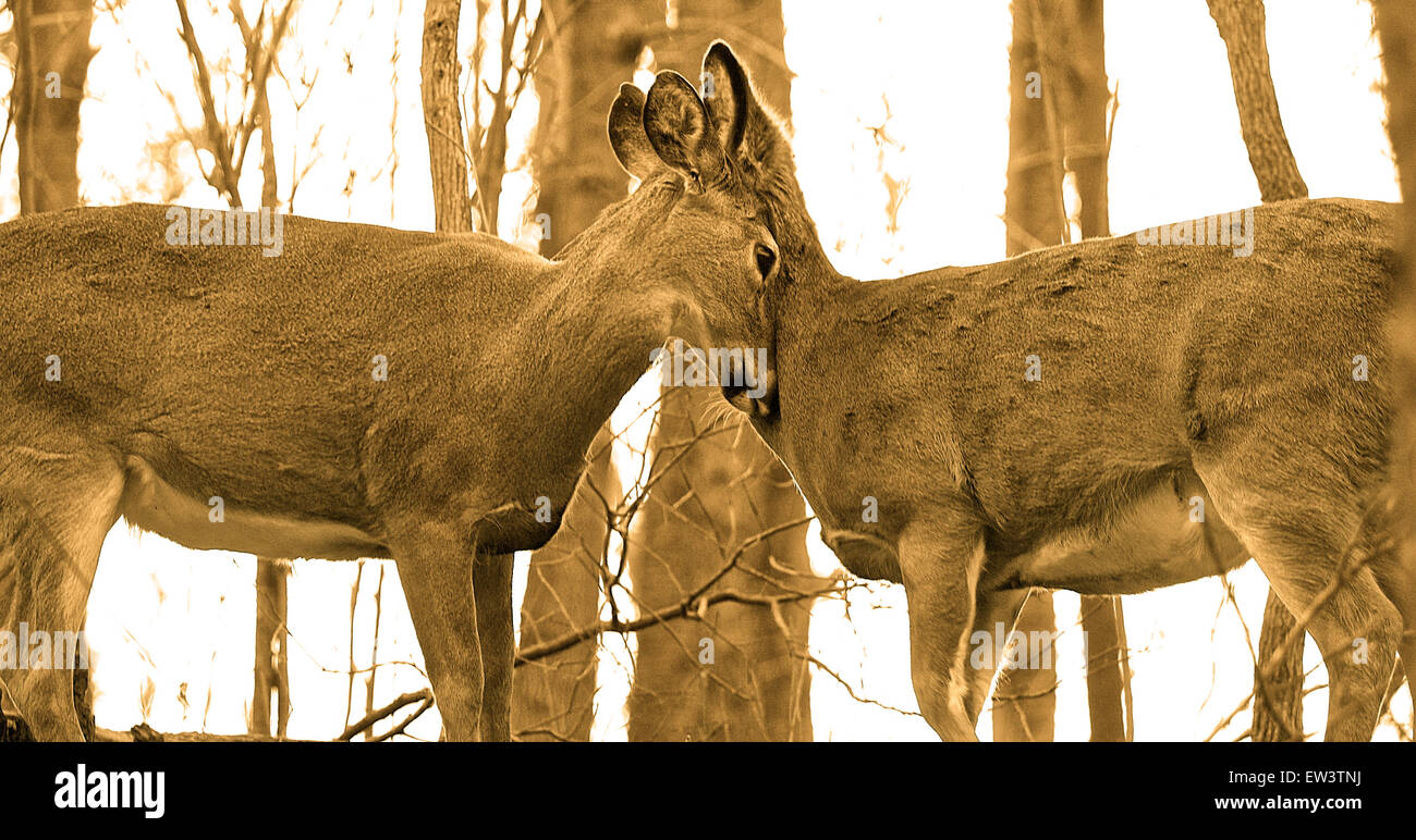 The young deers feels love Stock Photo