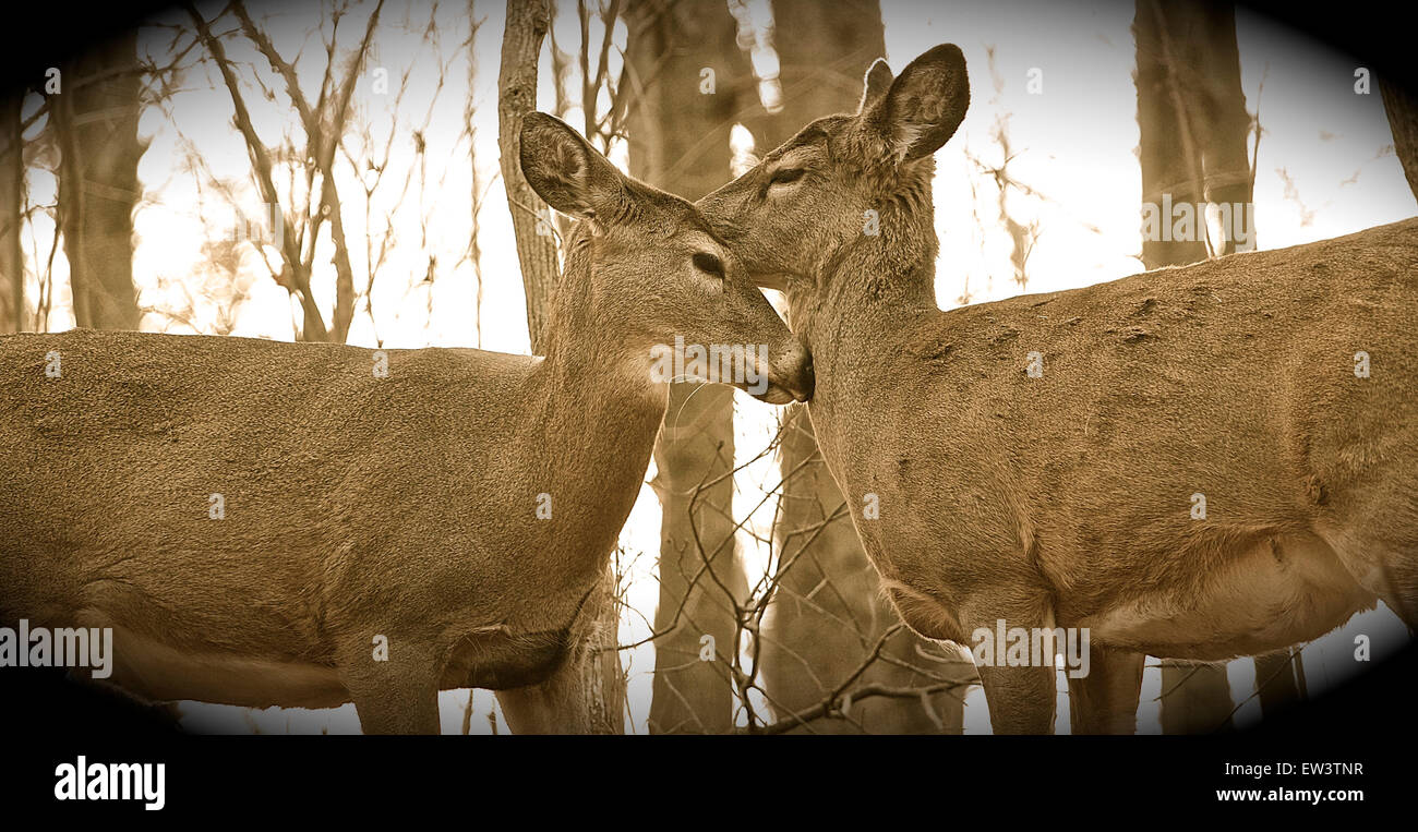 The young deers are kissing Stock Photo