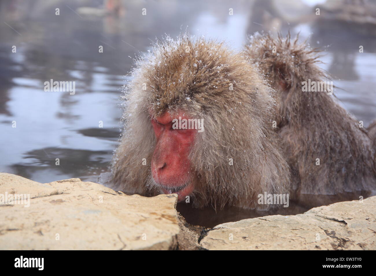 Snow monkey in hot spring, Jigokudani, Nagano, Japan Stock Photo - Alamy
