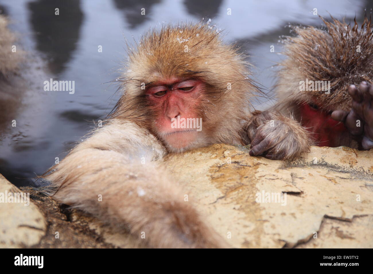 Snow monkey in hot spring, Jigokudani, Nagano, Japan Stock Photo - Alamy