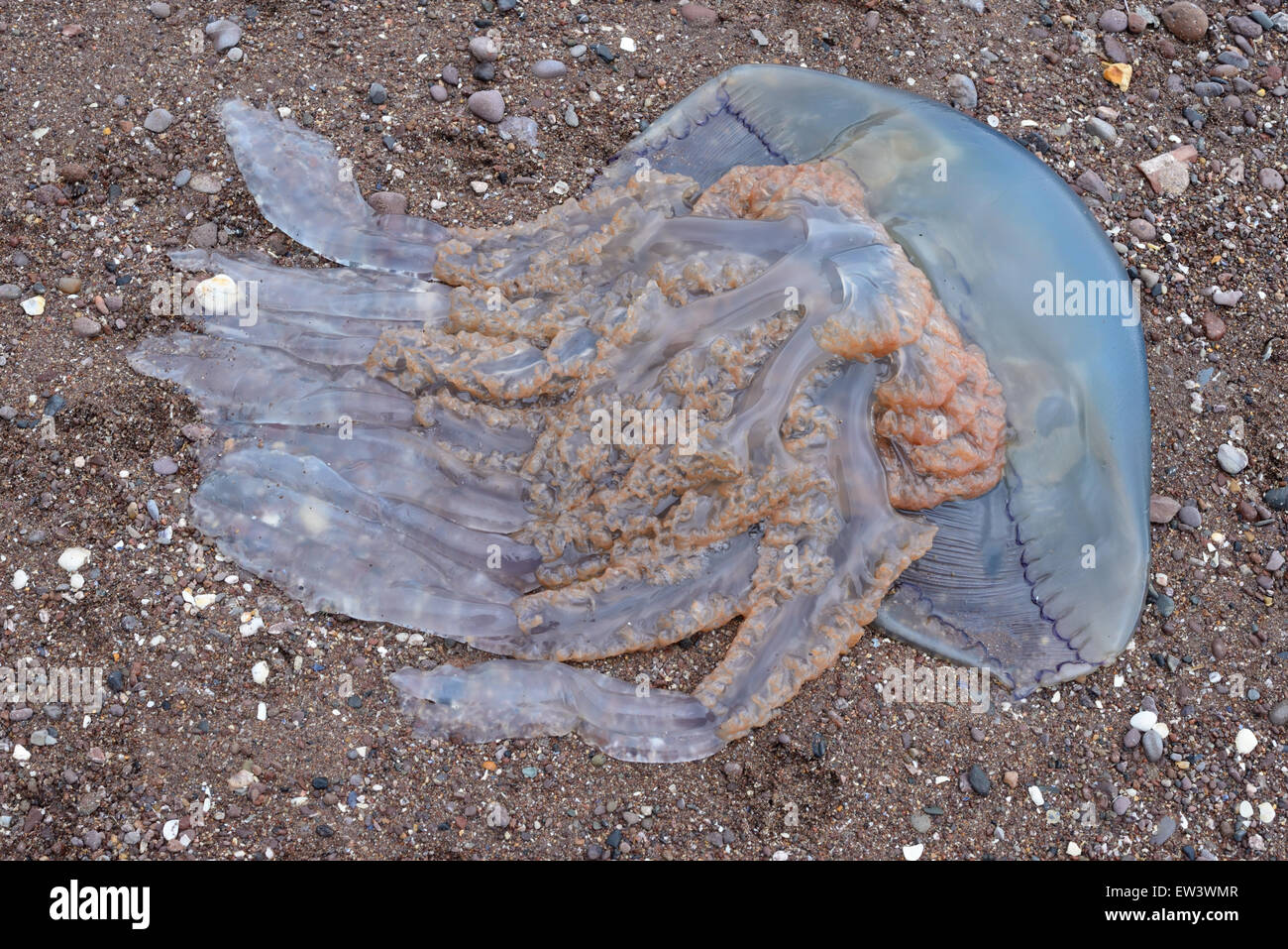 Jellyfish washed up on a Devon beach. Stock Photo