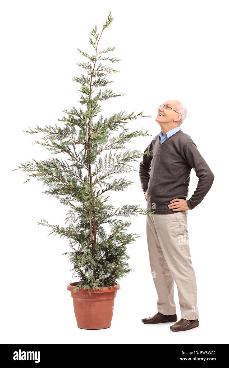 Full length portrait of a cheerful senior man looking at a potted coniferous tree isolated on white background Stock Photo