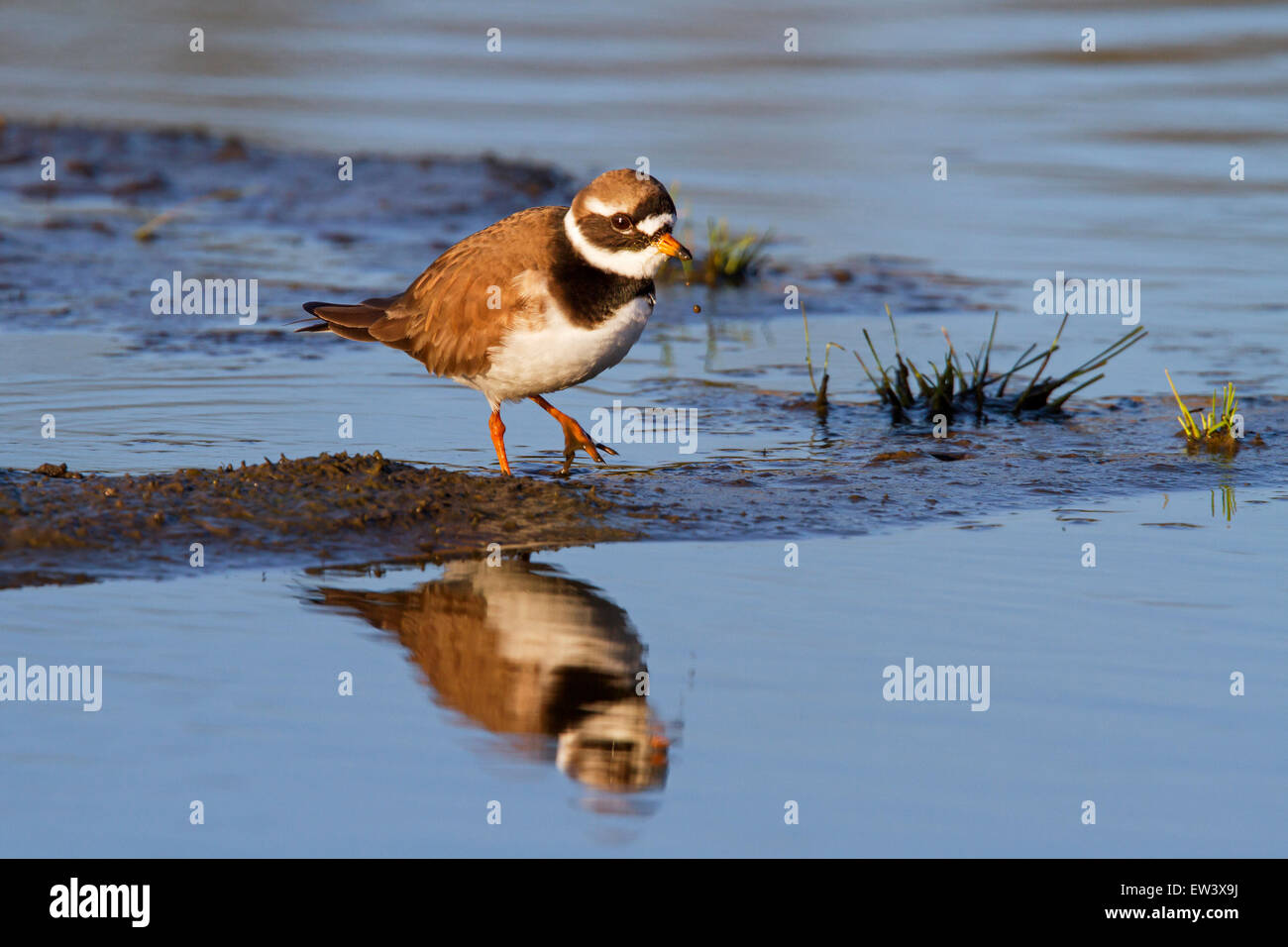 Common ringed plover (Charadrius hiaticula) foraging in wetland Stock Photo