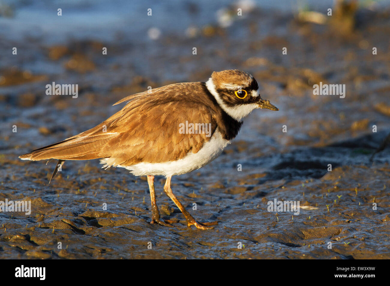 Little ringed plover (Charadrius dubius) foraging on mudflat Stock Photo