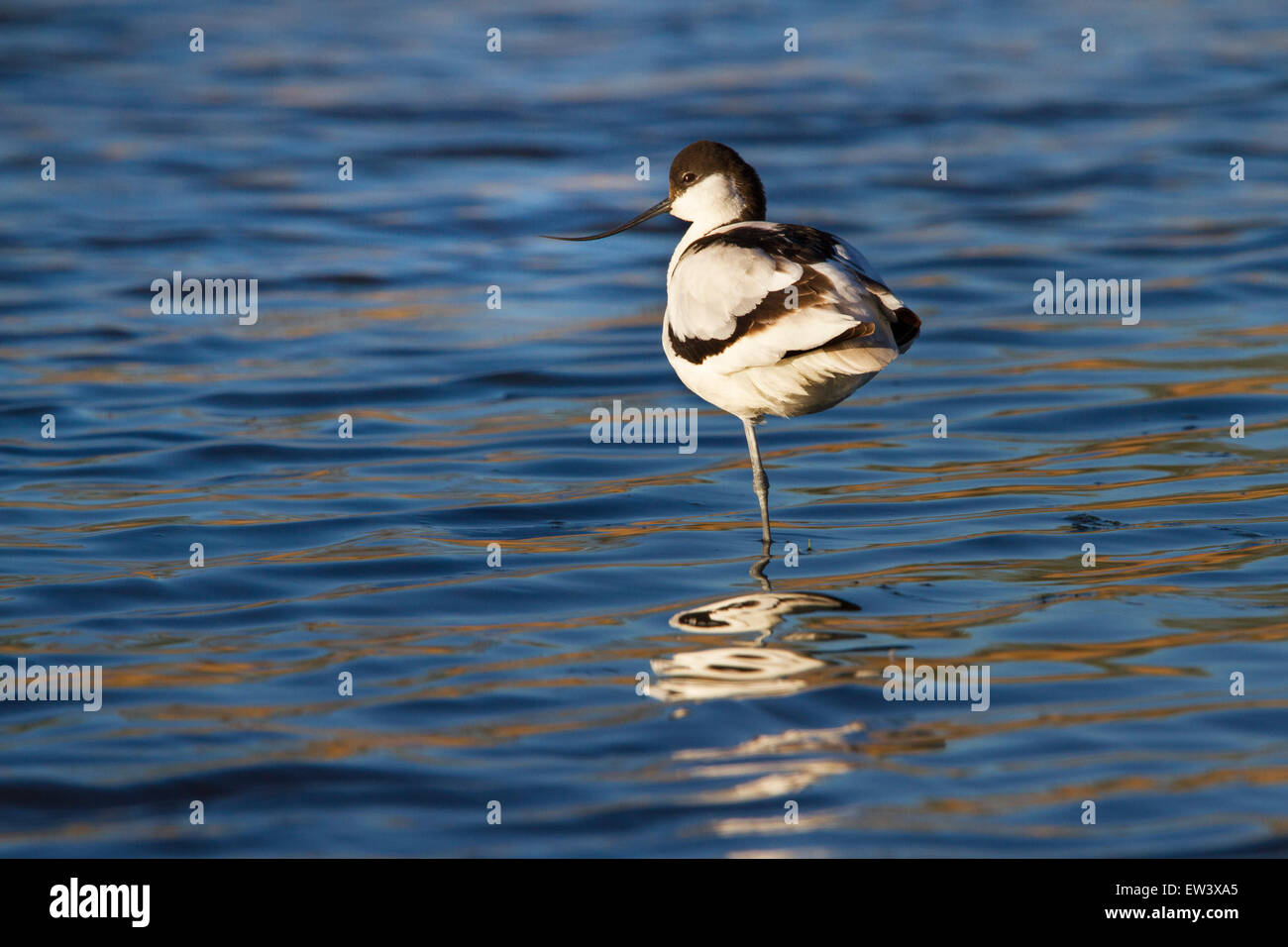 Pied avocet (Recurvirostra avosetta) resting on one leg in shallow ...
