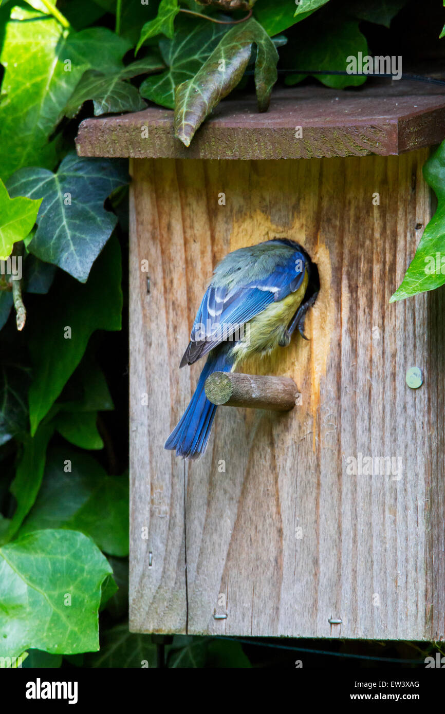 Eurasian blue tit (Cyanistes caeruleus / Parus caeruleus) entering nestbox in garden with food for the young birds Stock Photo