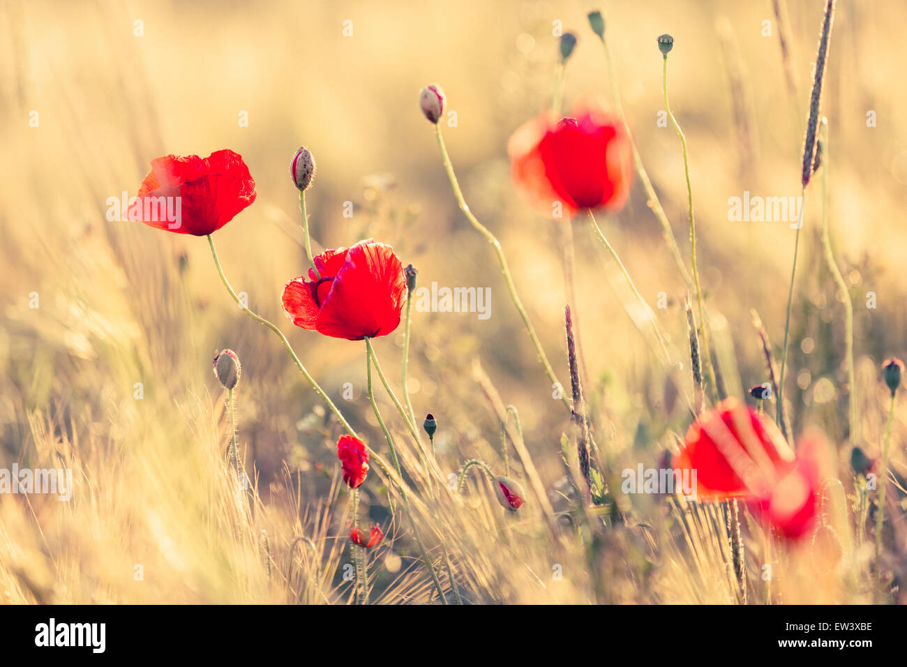 Close-up of Poppies in a field in summer with warm golden sunlight and a blurred background. It's summertime! Stock Photo