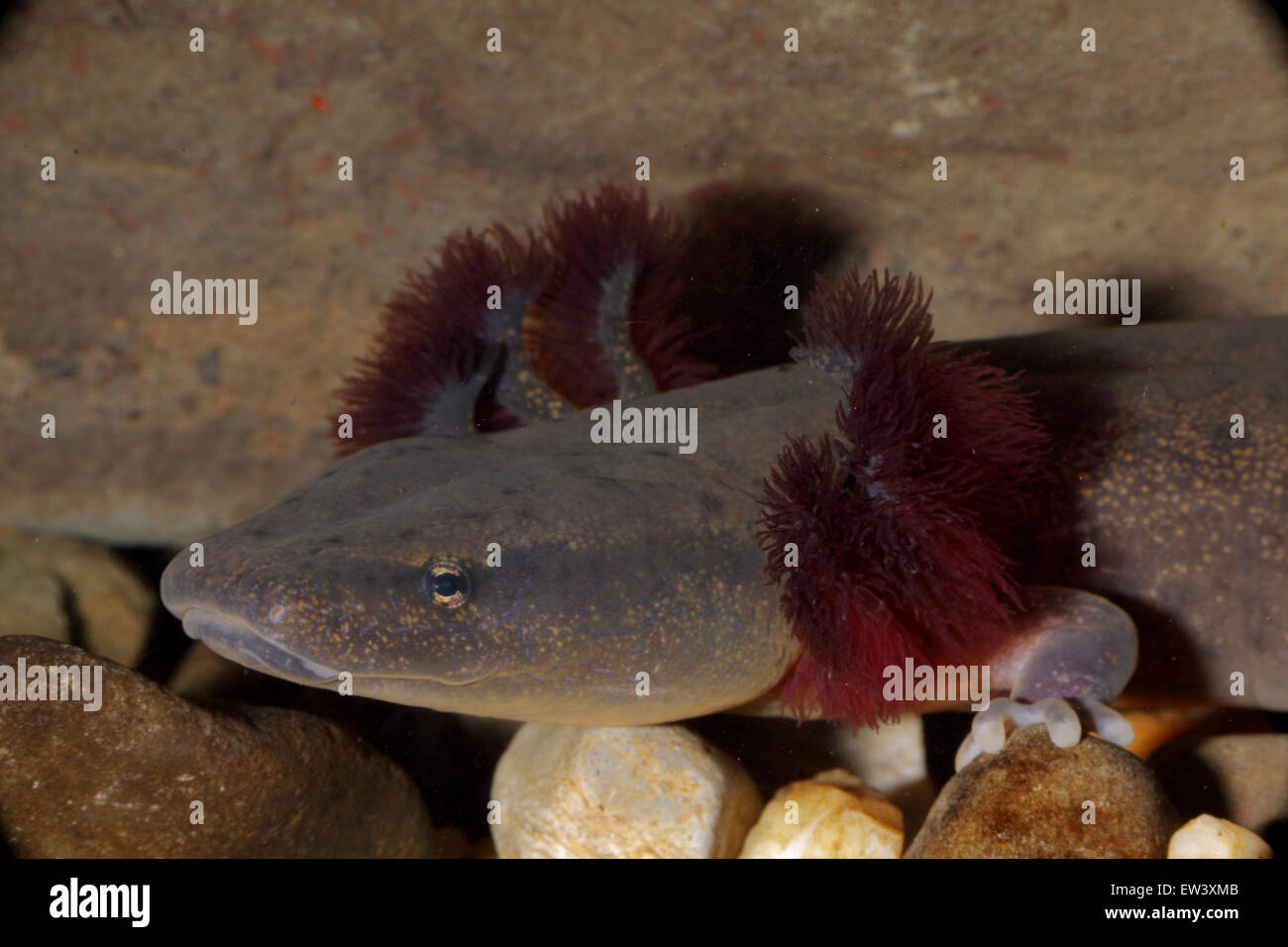 Permanent wetland hi-res stock photography and images - Alamy