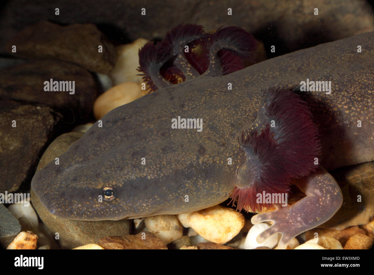 Mud Puppy (Necturus maculosus) New York USA Salamander that is a