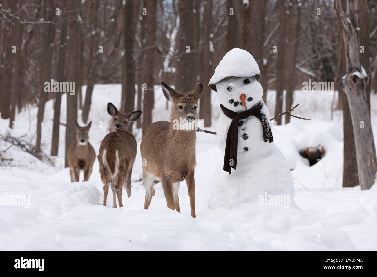 white-tailed deer and snowman, New York Stock Photo