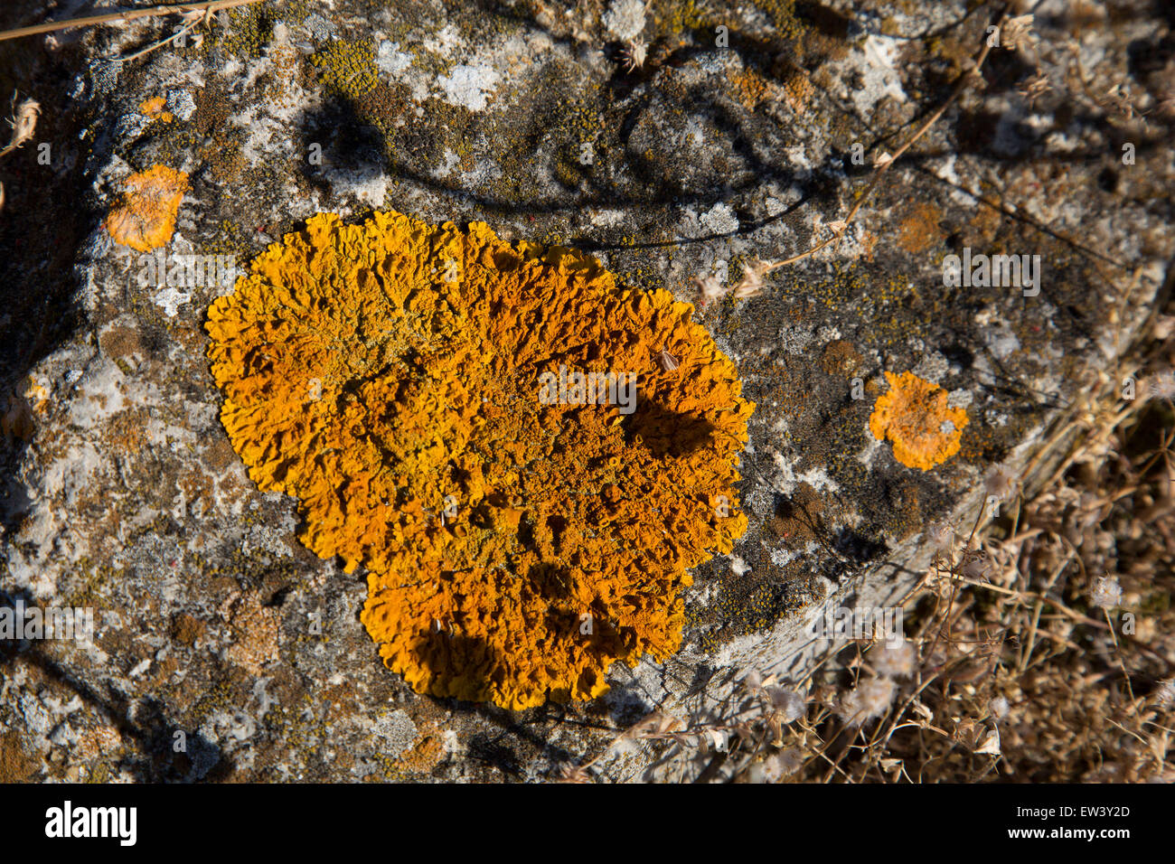 Orange lichen on a rock at Gruissan, Languedoc-Roussillon, France. A lichen is a composite organism that arises from algae or cyanobacteria (or both) living among filaments of a fungus in a mutually beneficial relationship (symbiotoc relationship). The whole combined life form has properties that are very different from properties of its component organisms. Lichens come in many colors, sizes, and forms. The properties are sometimes plant-like, but lichens are not plants. Stock Photo