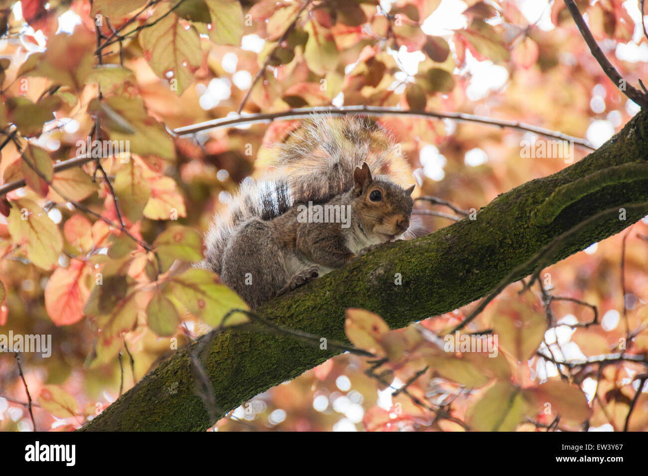 Eastern gray squirrel climbing in tree with autumn colors Stock Photo