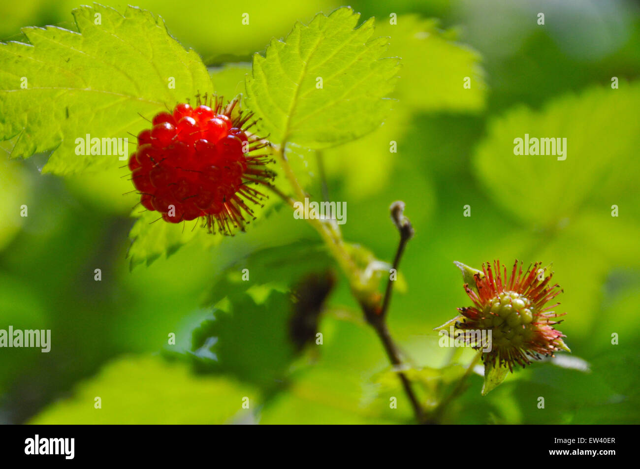 Salmonberry hires stock photography and images Alamy