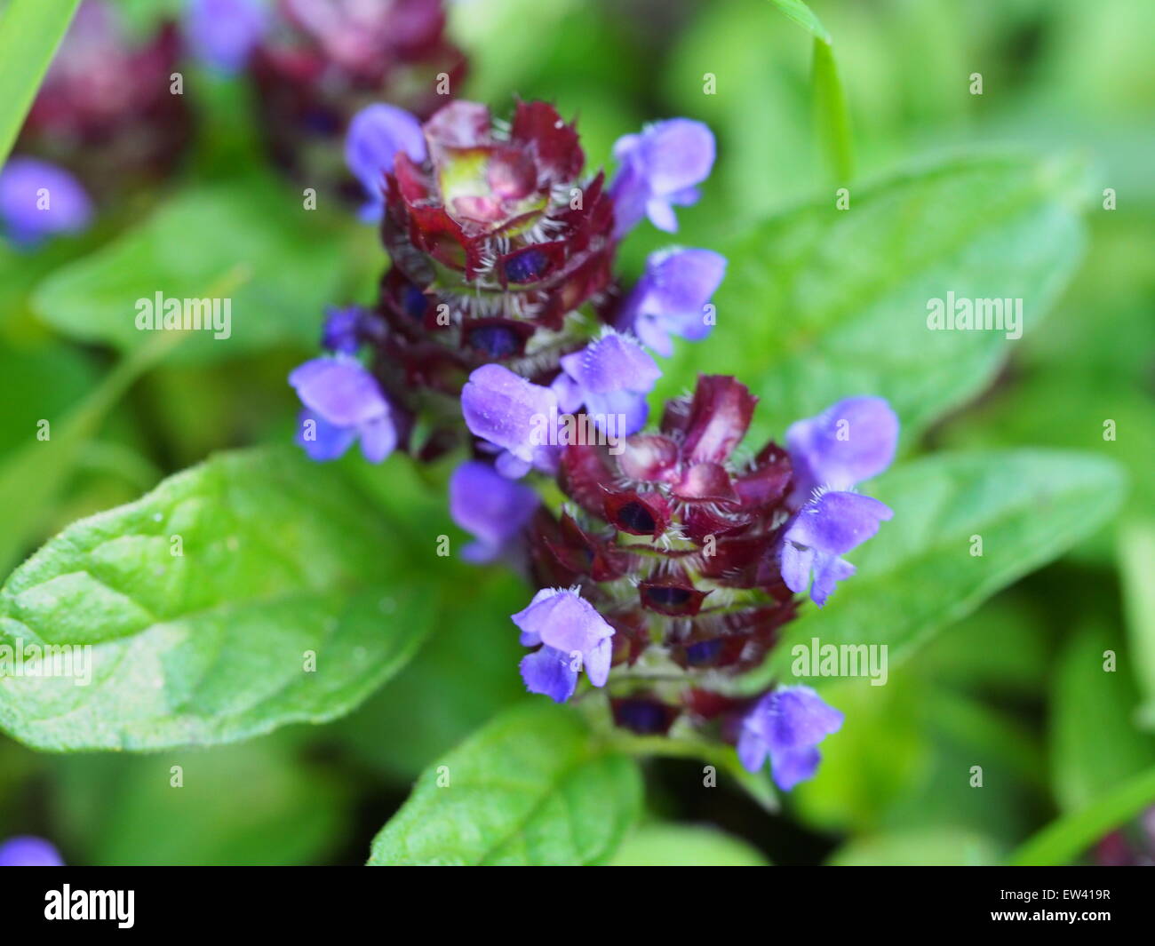 wild flower Bugle close up Stock Photo Alamy