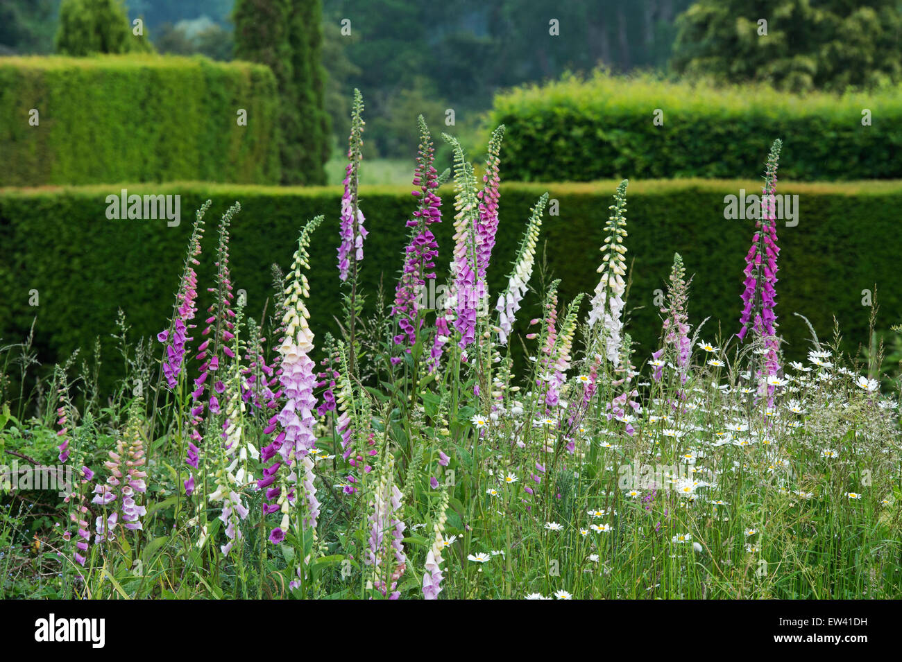 Digitalis Purpurea. Foxgloves in a garden amongst wildflowers and long ...