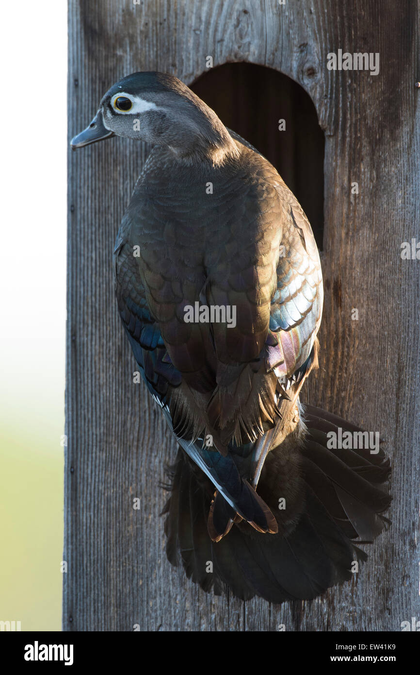 Nesting Hen Wood Duck Stock Photo Alamy nesting-hen-wood-duck-stock-photo-alamy