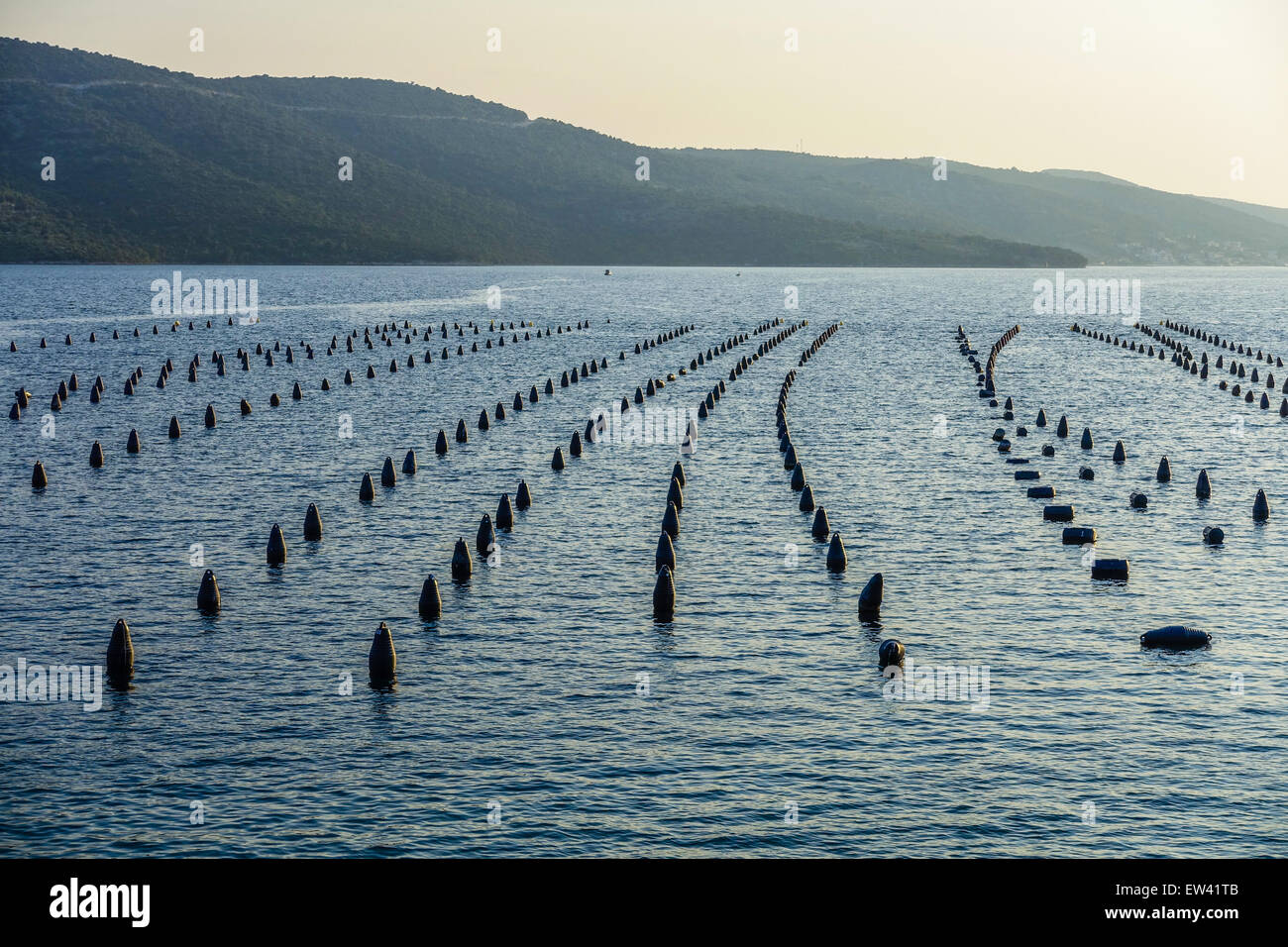 Mussel farming in the sea, Dalmatia, Croatia Stock Photo Alamy