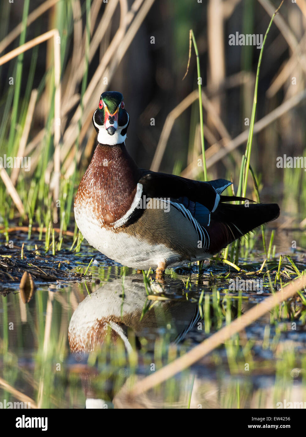 Spring Drake Ing A Drake Wood Duck in the spring Stock Photo - Alamy
