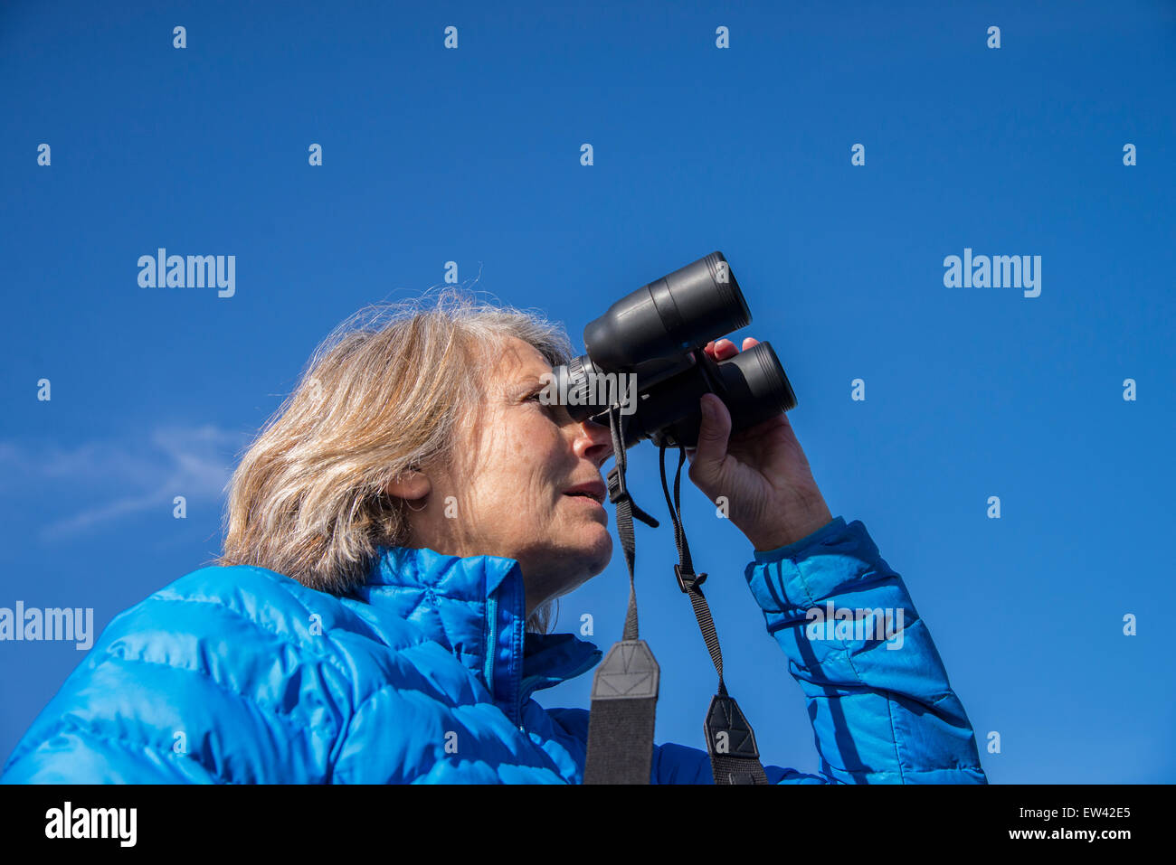 Wildlife, Woman Birder viewing Snow Geese, Ft. Boise Wildlife Mangement Area, Parma, Idaho Stock Photo