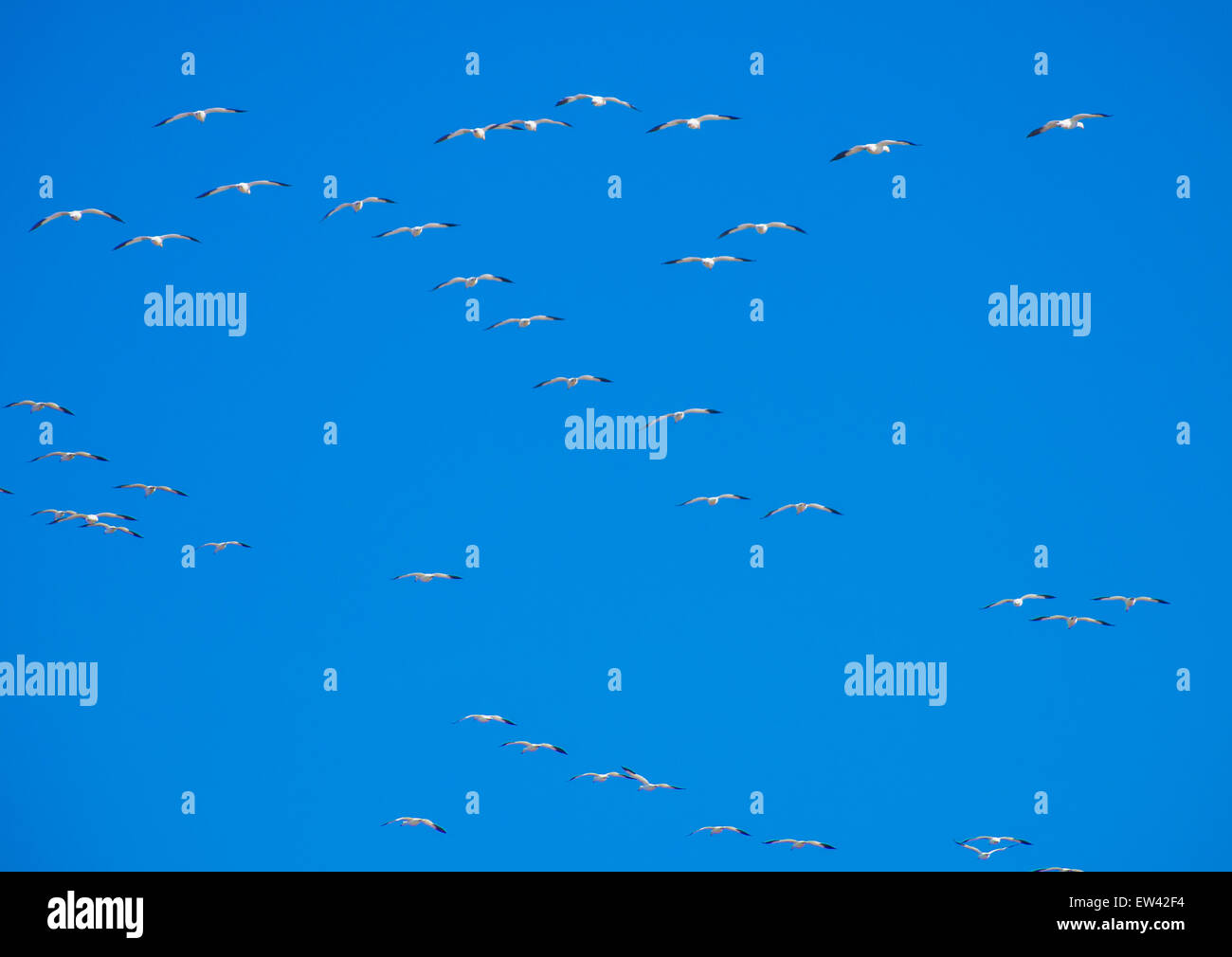 Snow Geese flying different patterns against a Dark Blue Sky. Ft. Boise Wildlife Management Area, Parma, Idaho, USA Stock Photo