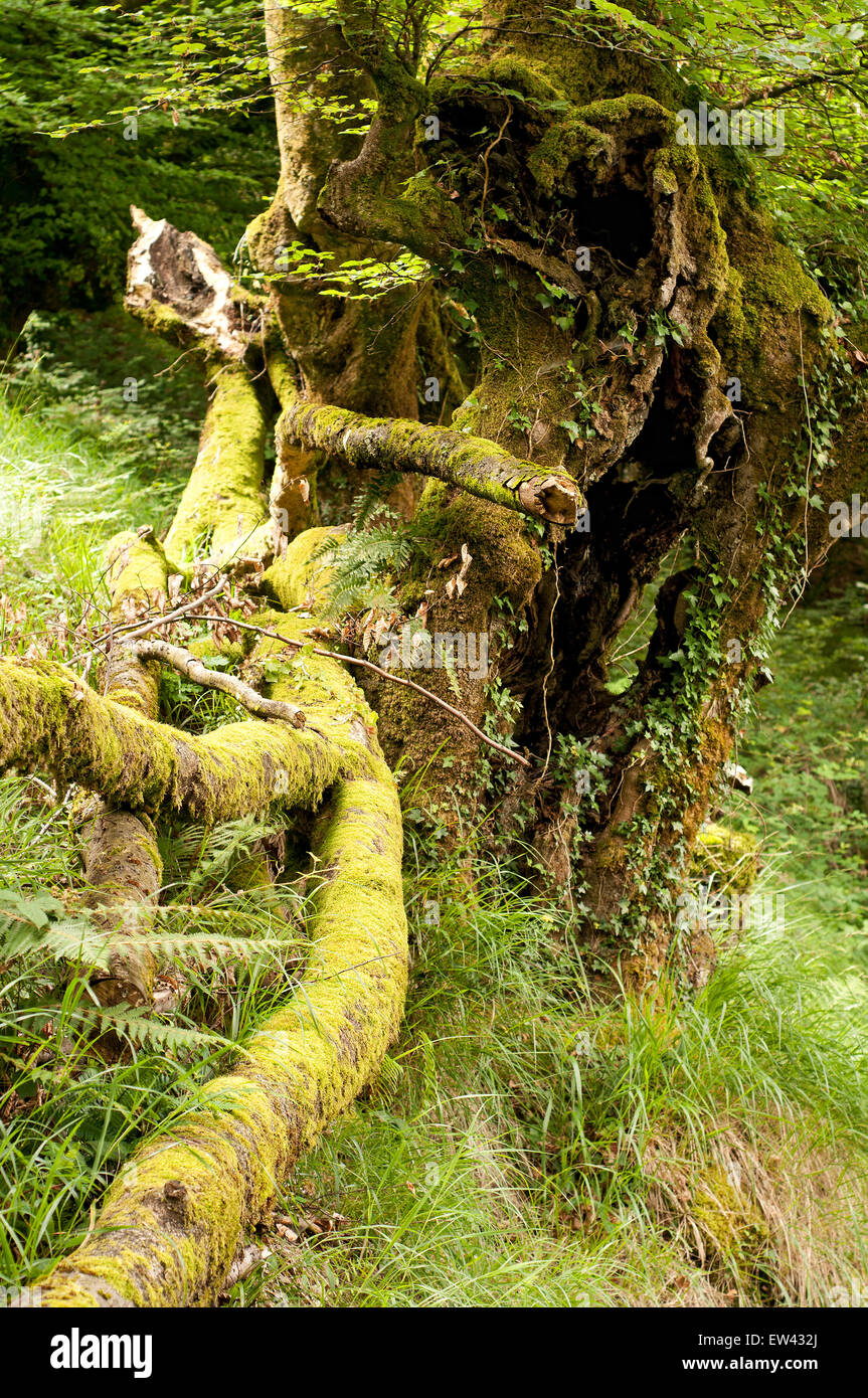 Portrait of dead tree. Fagus sylvatica. Basque Country. Spain Stock Photo