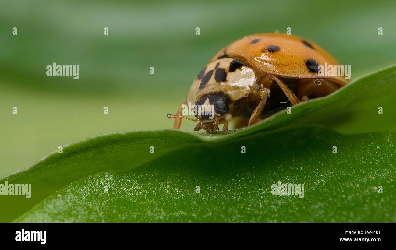 Lady Bug closeup Stock Photo