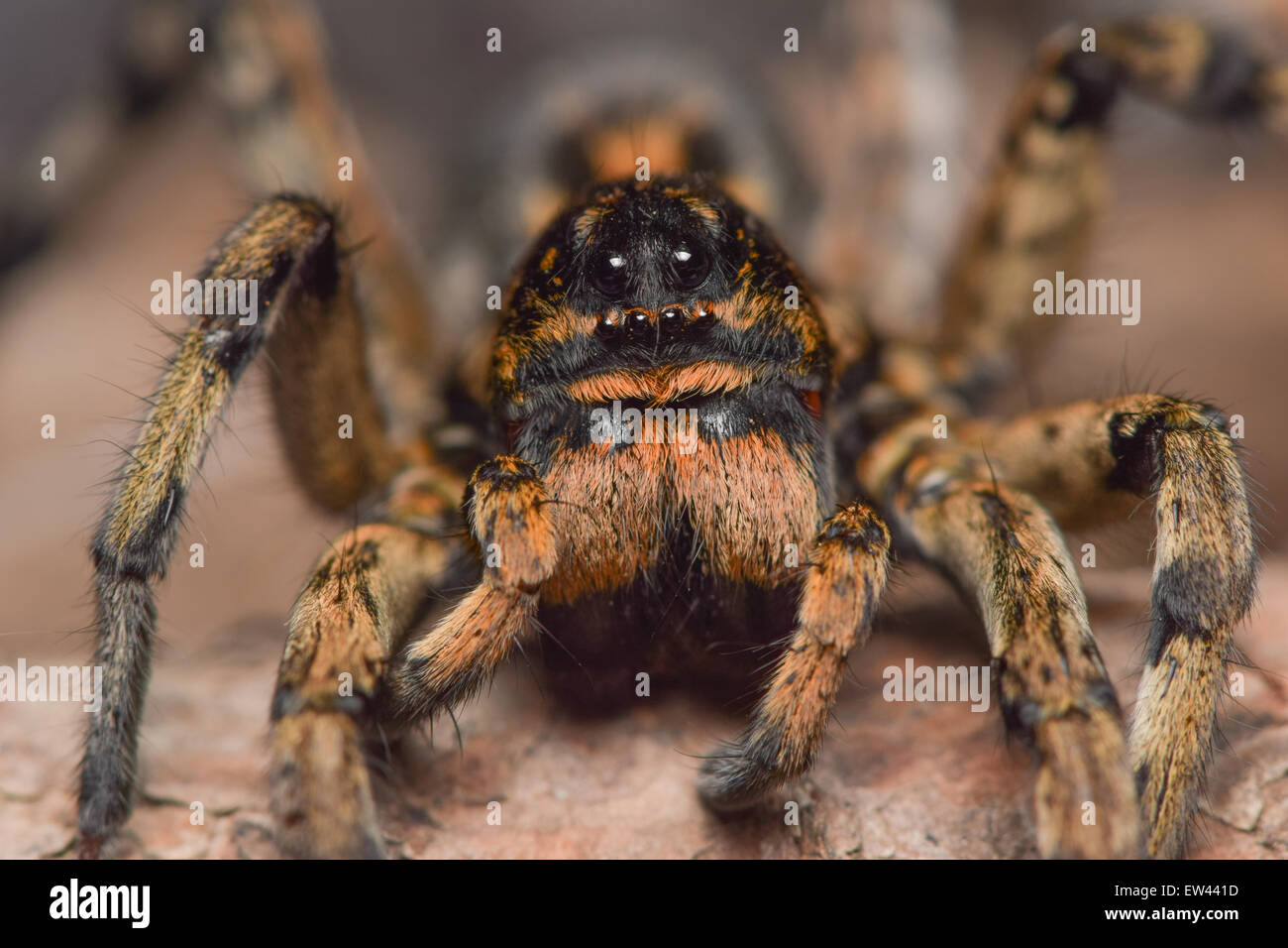 Wolf spider, front view Stock Photo