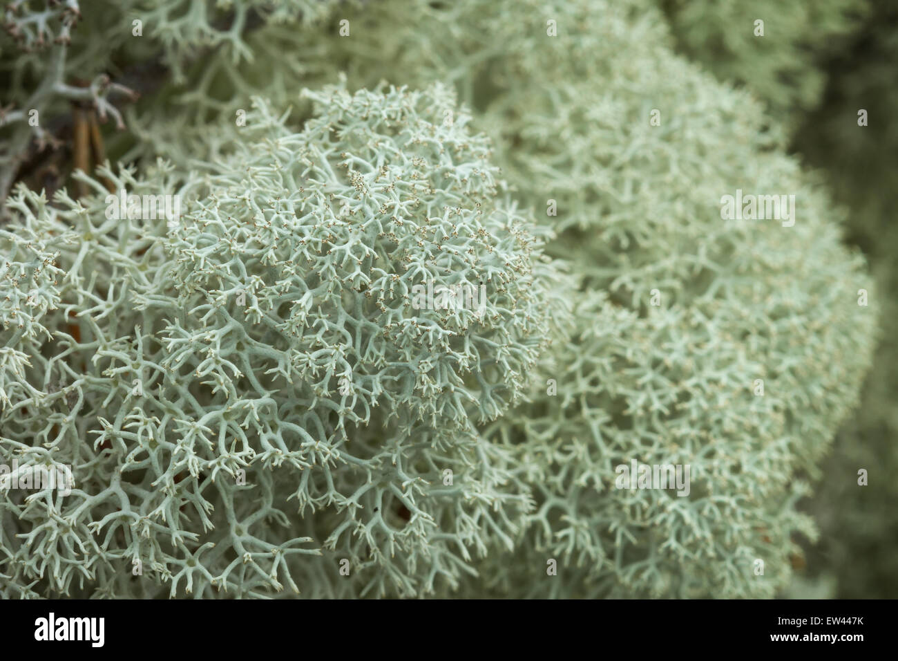Macro close-up of mounds of Star-tipped Reindeer Lichen (Cladina stellaris) (or Northern Reindeer Lichen or Star Reindeer Lichen Stock Photo