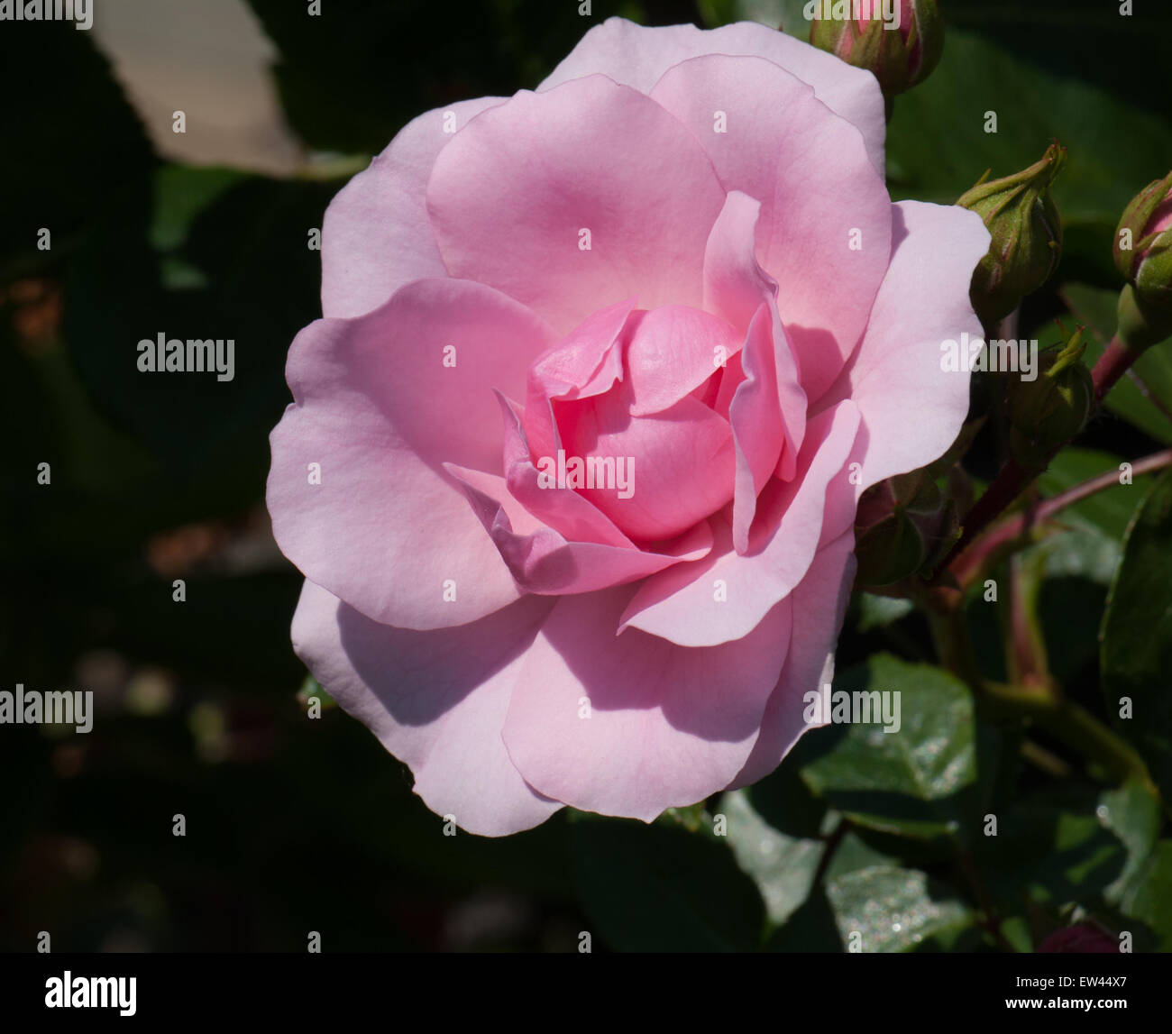 Standard rose 'flower carpet pink' Stock Photo Alamy