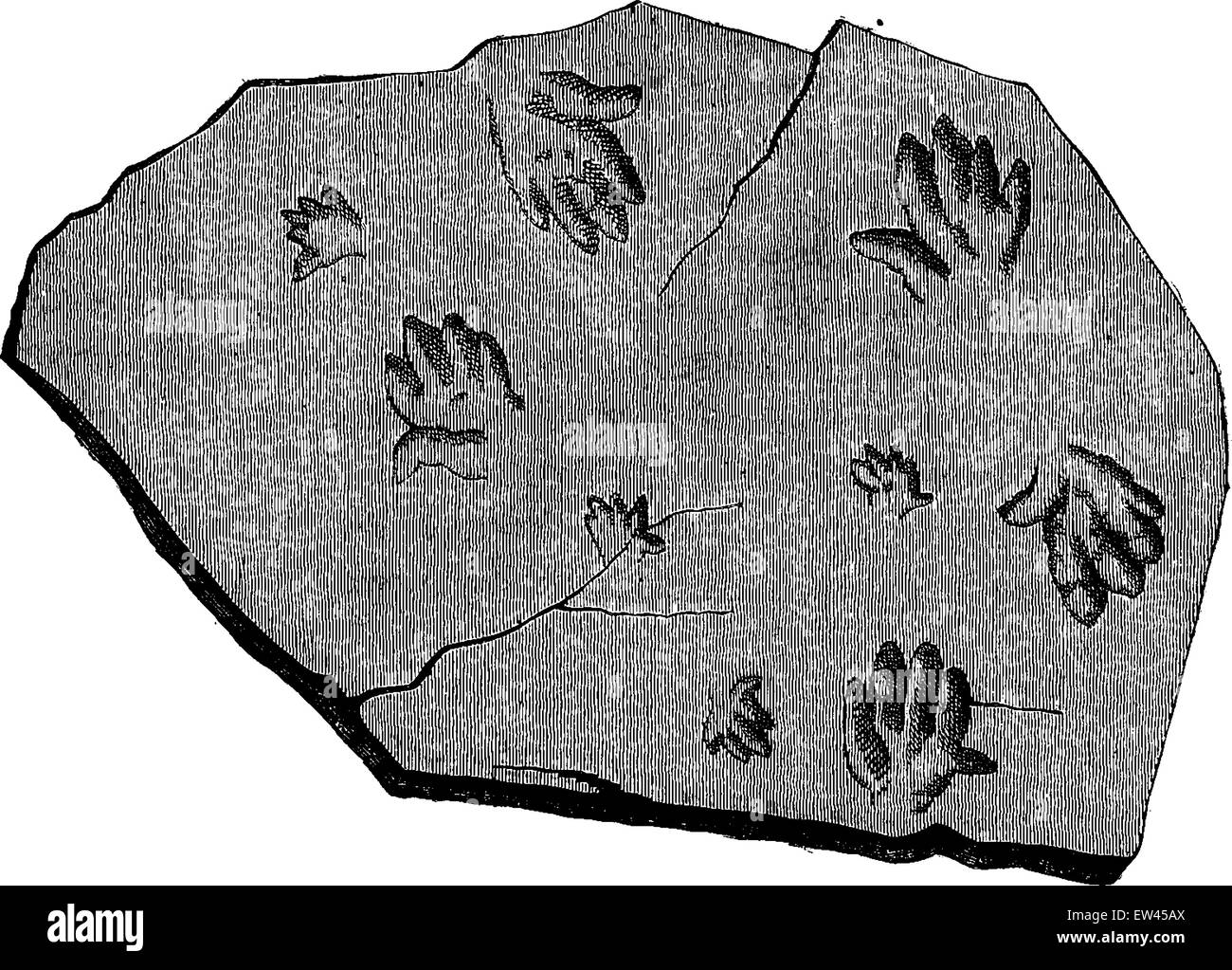 We traced their steps. (fossil footprints of Labyrinthodon.), vintage engraved illustration. Earth before man – 1886. Stock Vector